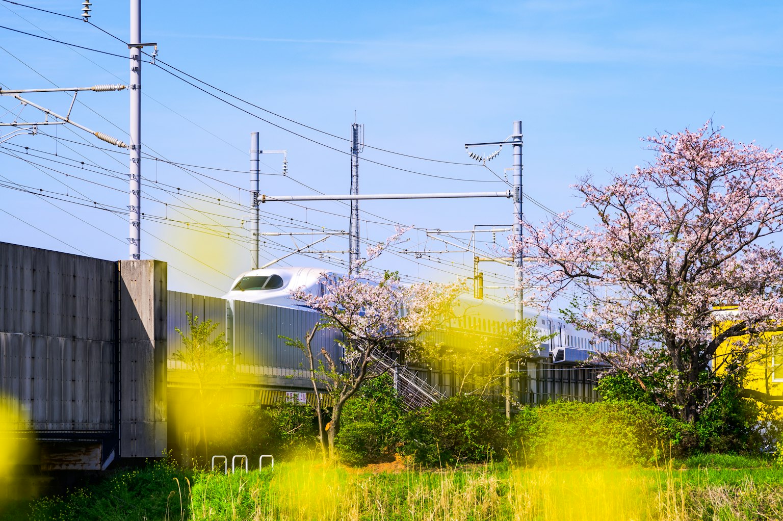 Treno Shinkansen in un paesaggio primaverile con ciliegi in fiore