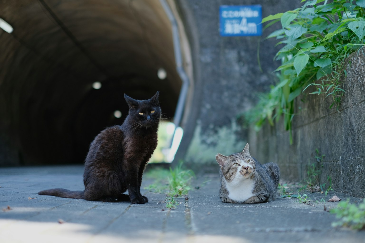Un gatto nero e un gatto grigio seduti vicino all'uscita di un tunnel