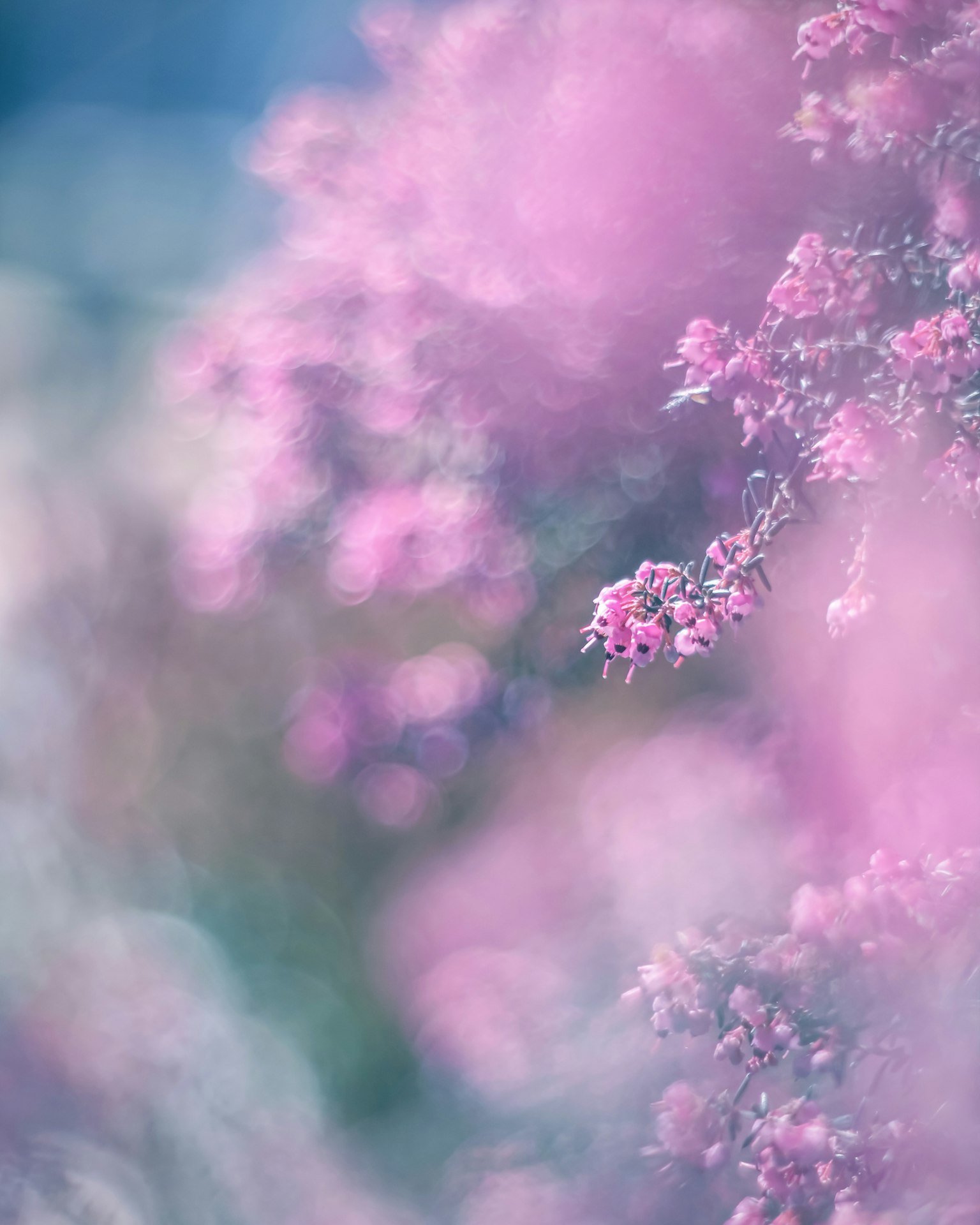 柔和粉色花朵與模糊背景的美麗風景