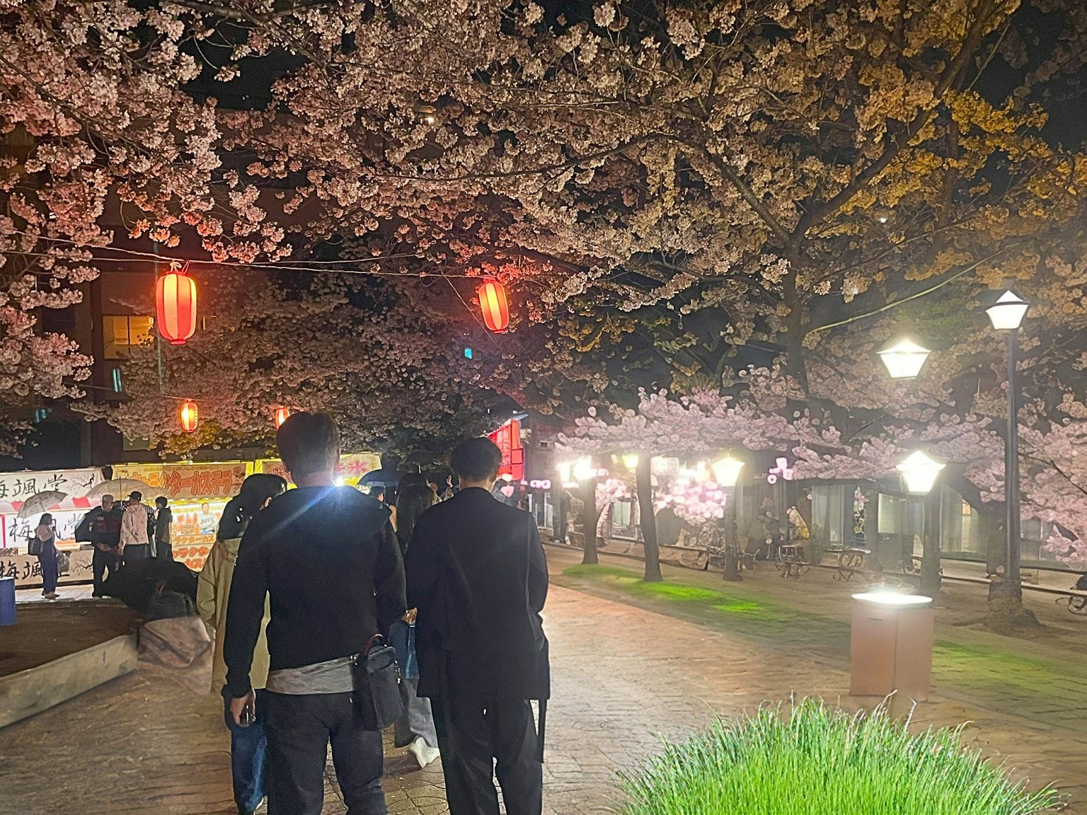 밤에 등불이 있는 벚꽃 아래를 걷는 사람들