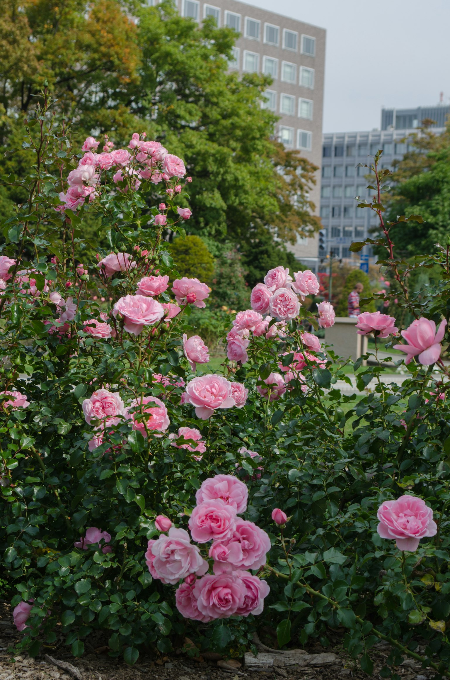 開滿粉色玫瑰的花園場景，背景有建築