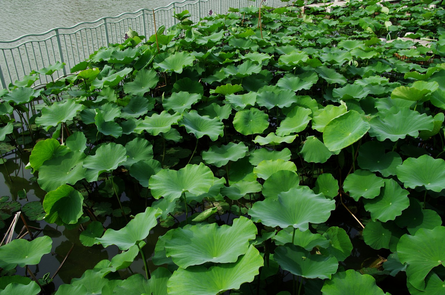 A lush pond filled with lotus leaves