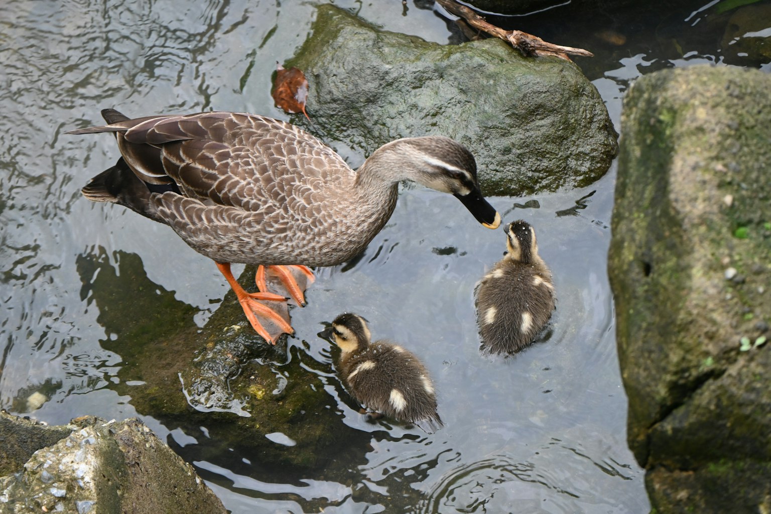 Una madre pato con dos patitos cerca del agua