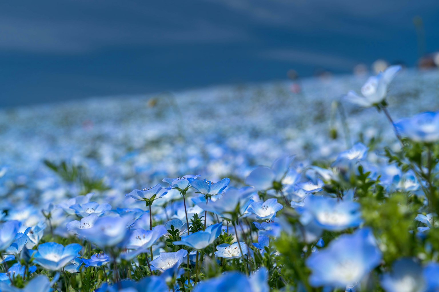 Weites Landschaftsbild mit blühenden blauen Blumen