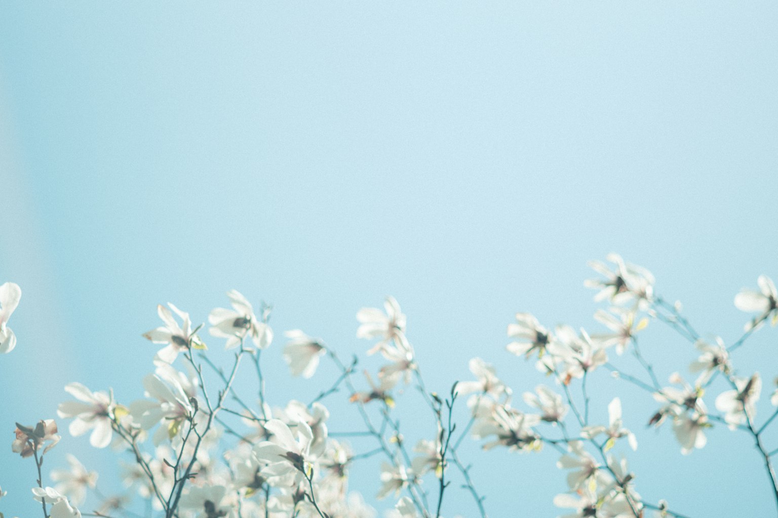 Una vista serena di fiori bianchi contro un cielo blu