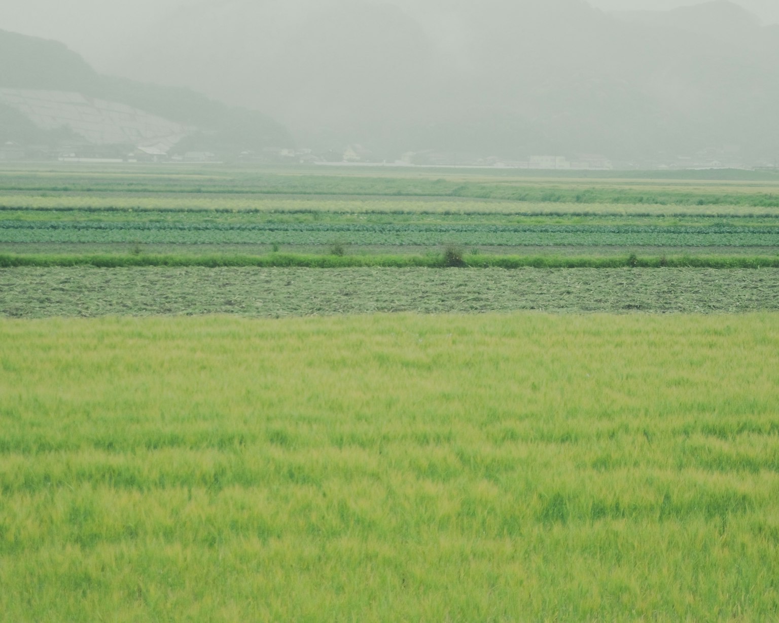 Ladang padi hijau subur dalam pemandangan berkabut