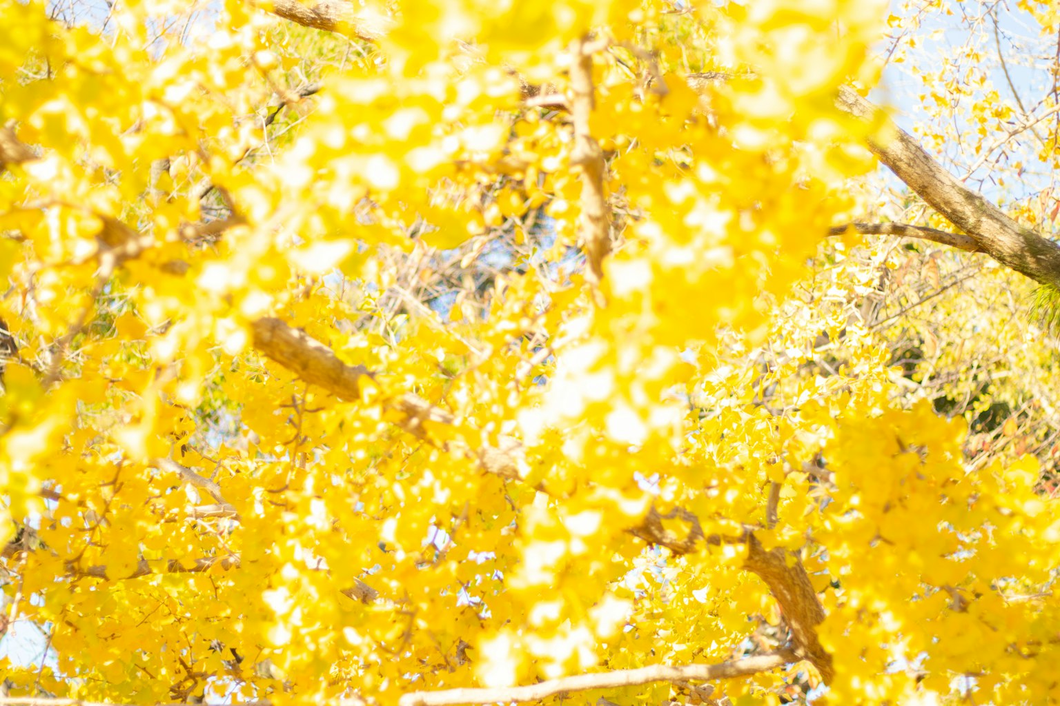 樹上鮮豔的黃色葉子的特寫