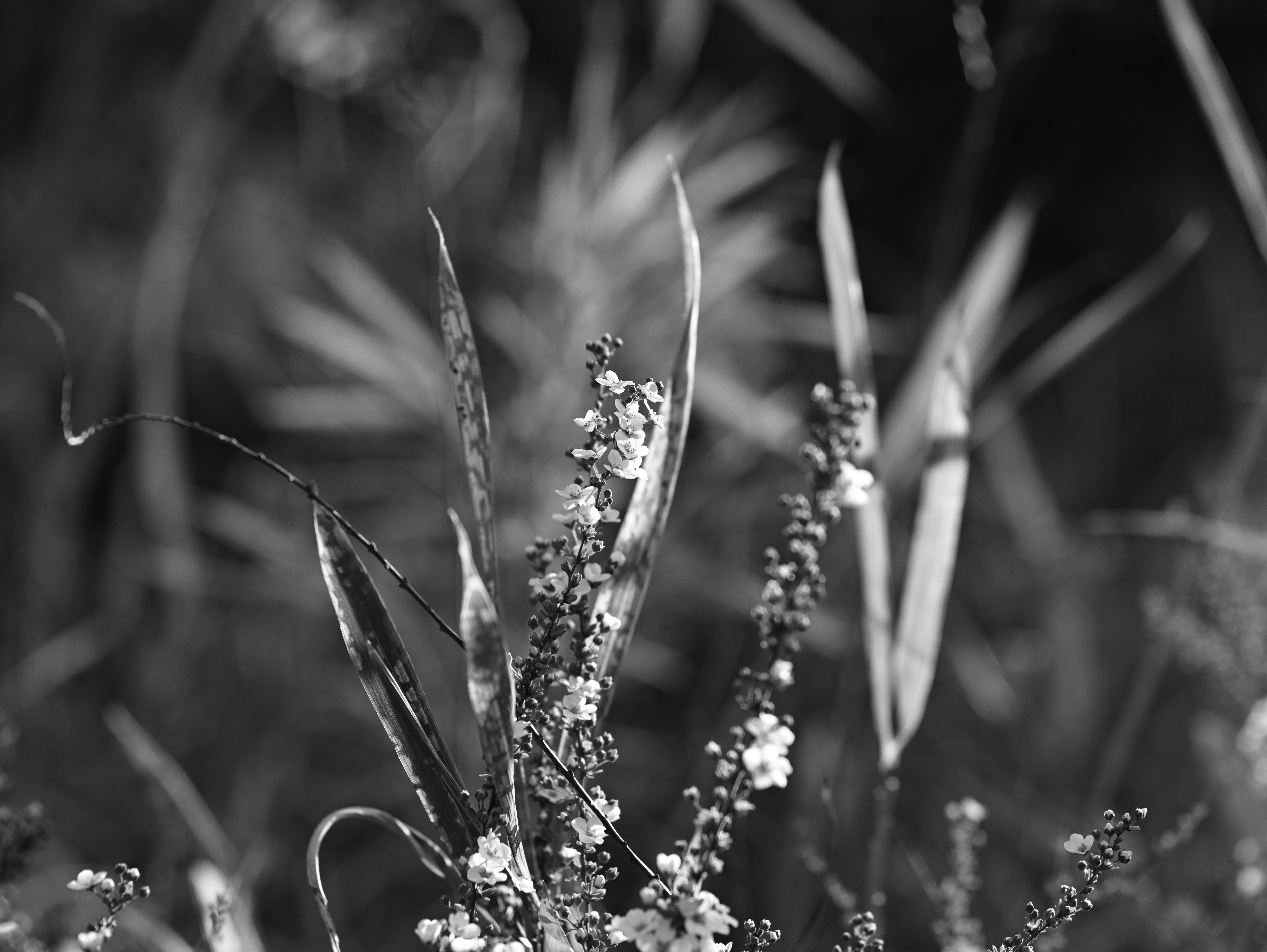 黑白微距：野草花與花穗