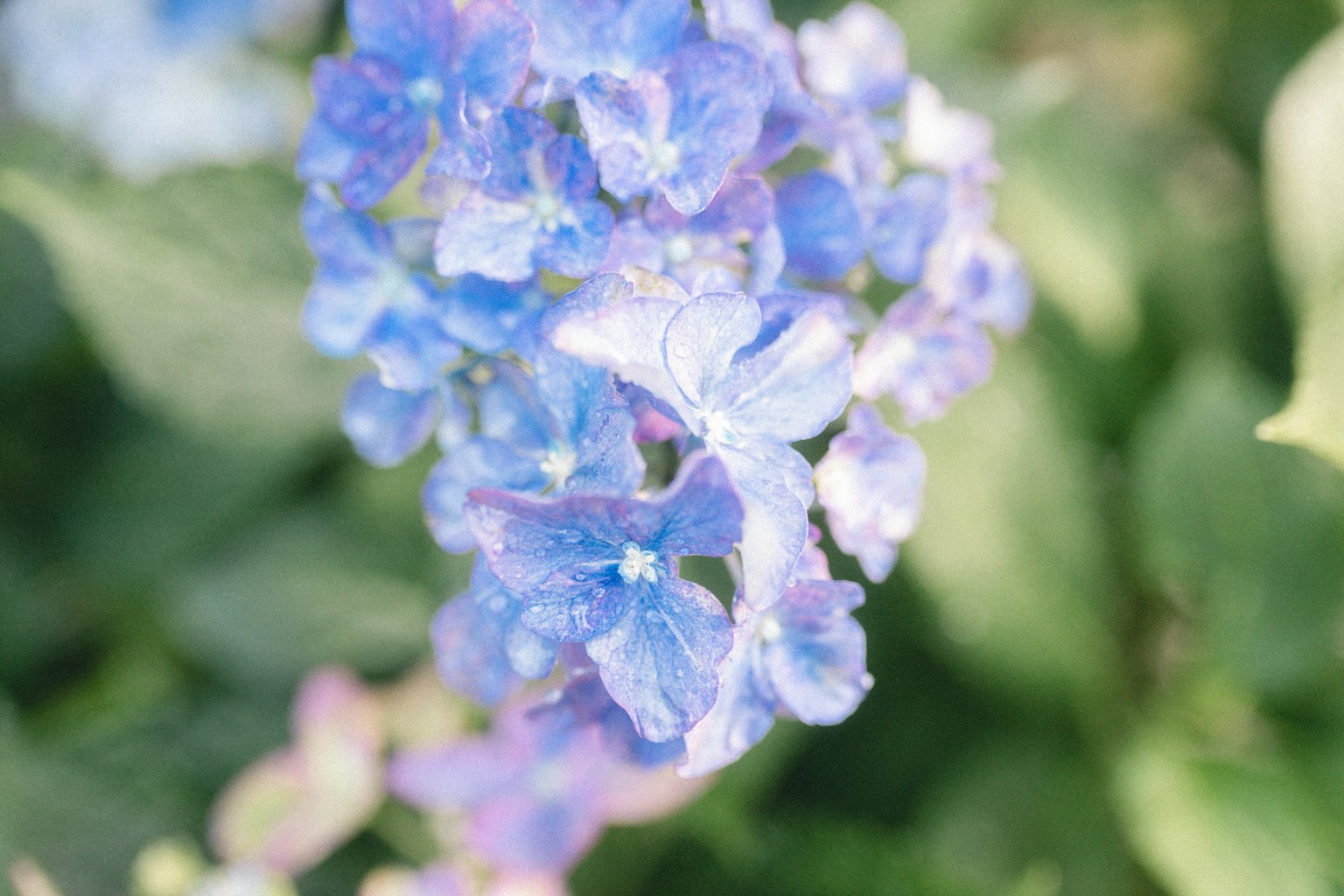 Primer plano de flores azules y moradas en flor