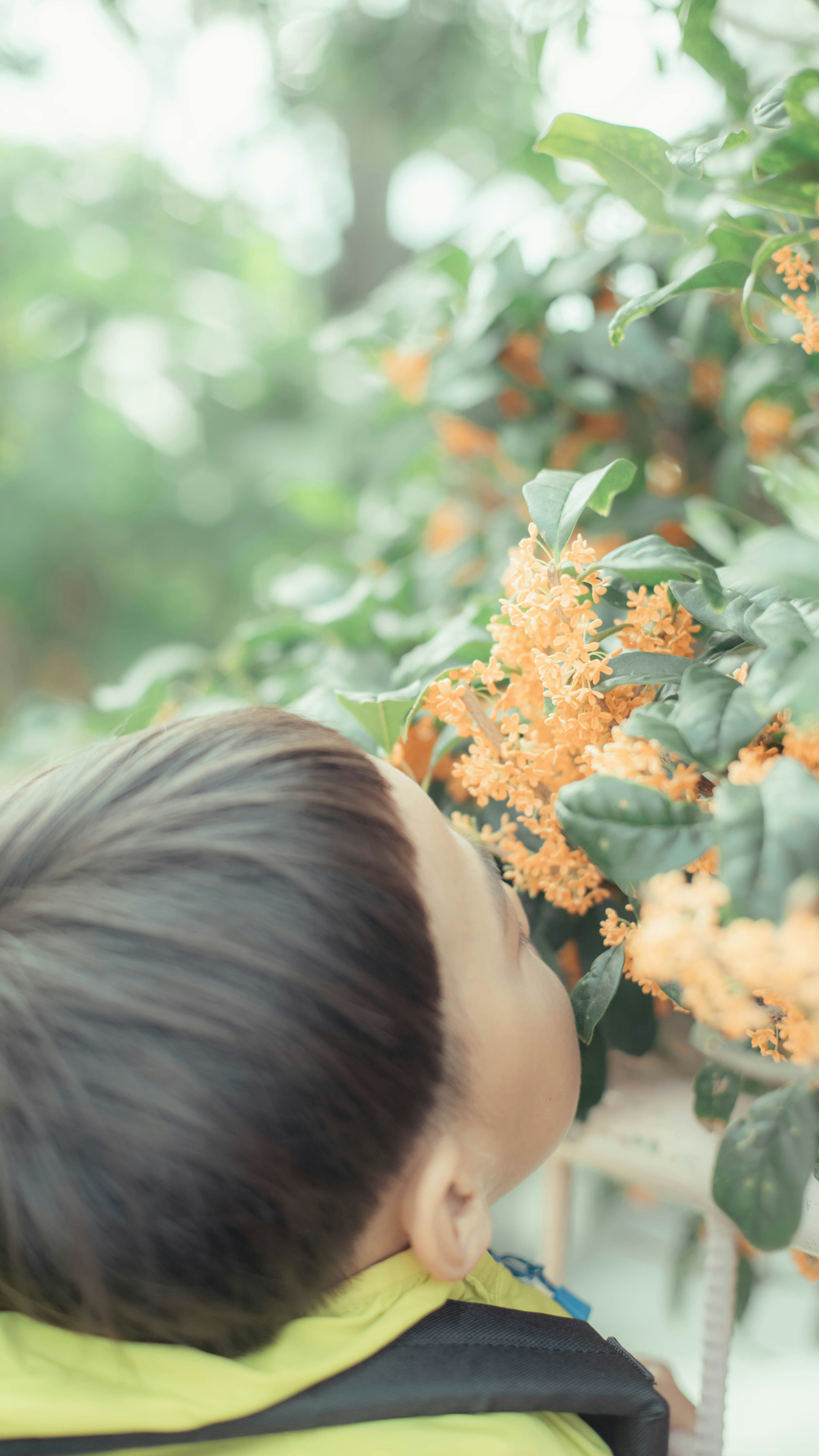 金木犀の花の香りを嗅ぐ子どもの横顔のアップ