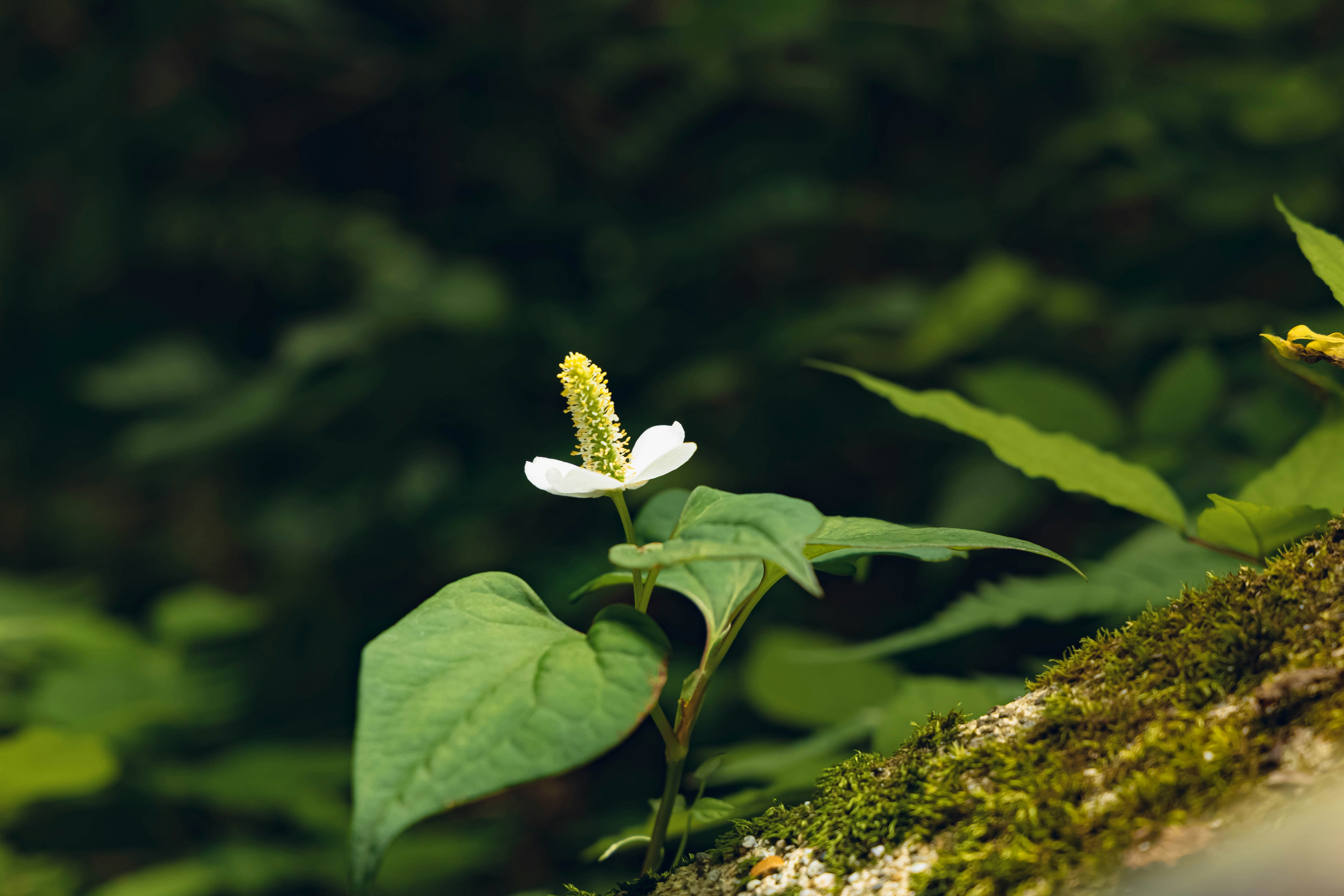 長在苔蘚岩石上的魚腥草花