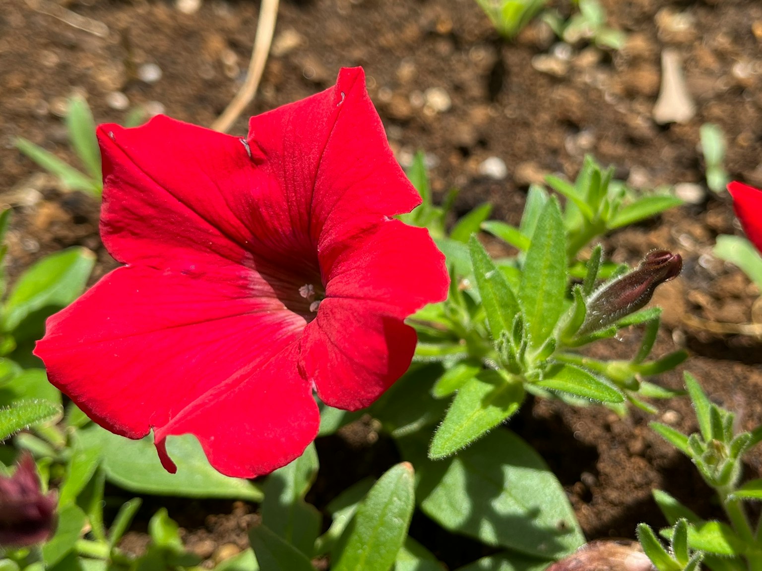 Lebendige rote Petunie umgeben von grünen Blättern