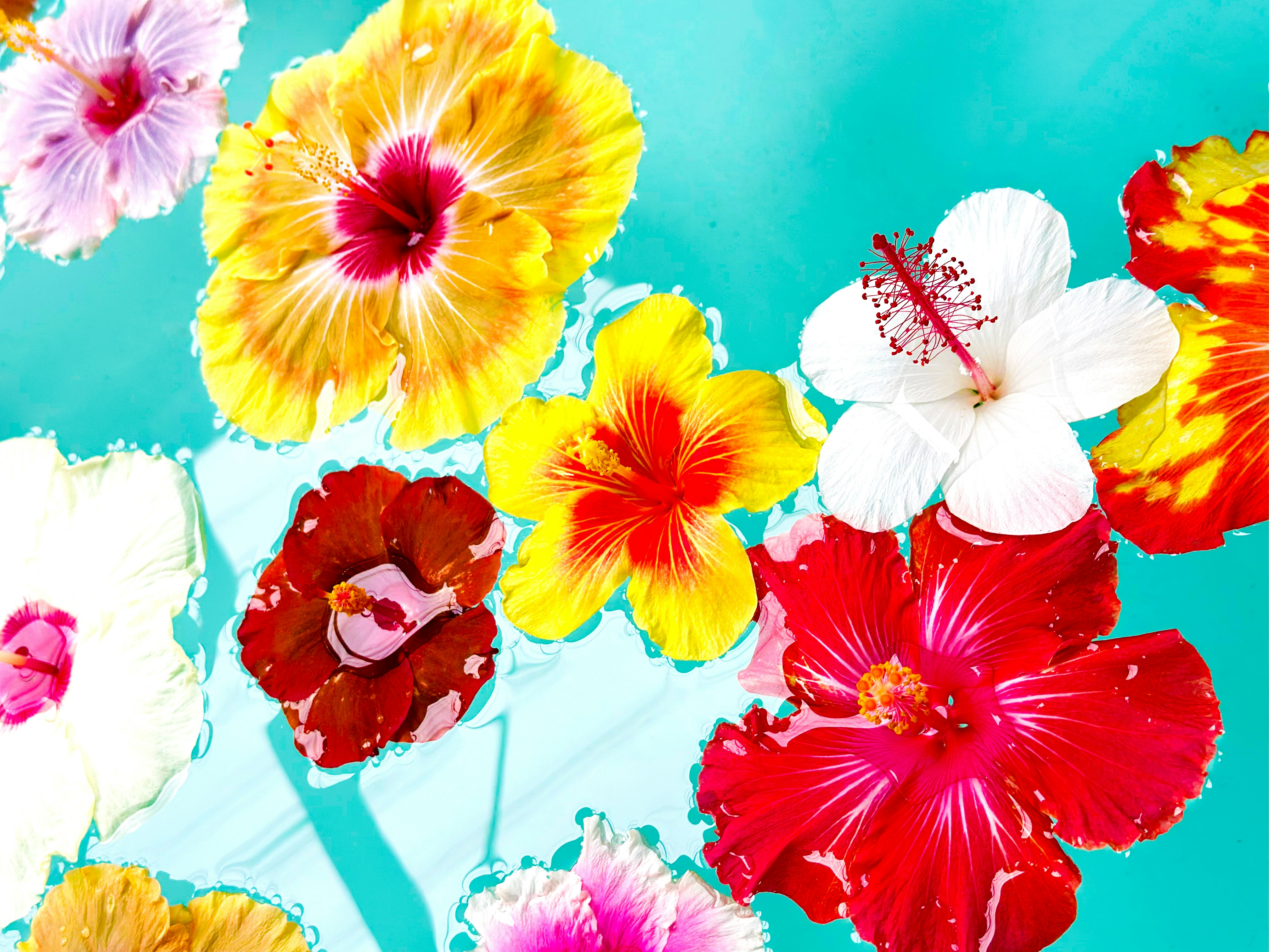 青い背景に咲く色鮮やかなハイビスカスの花々