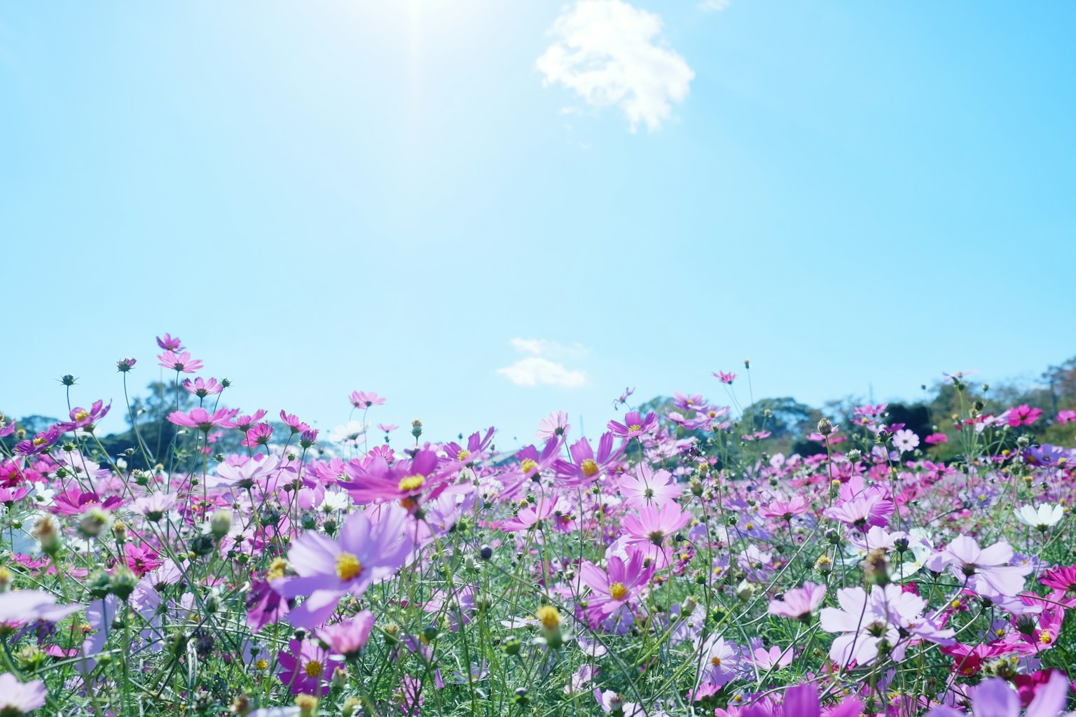 Fiori colorati che sbocciano sotto un cielo azzurro in particolare gruppi di cosmos rosa