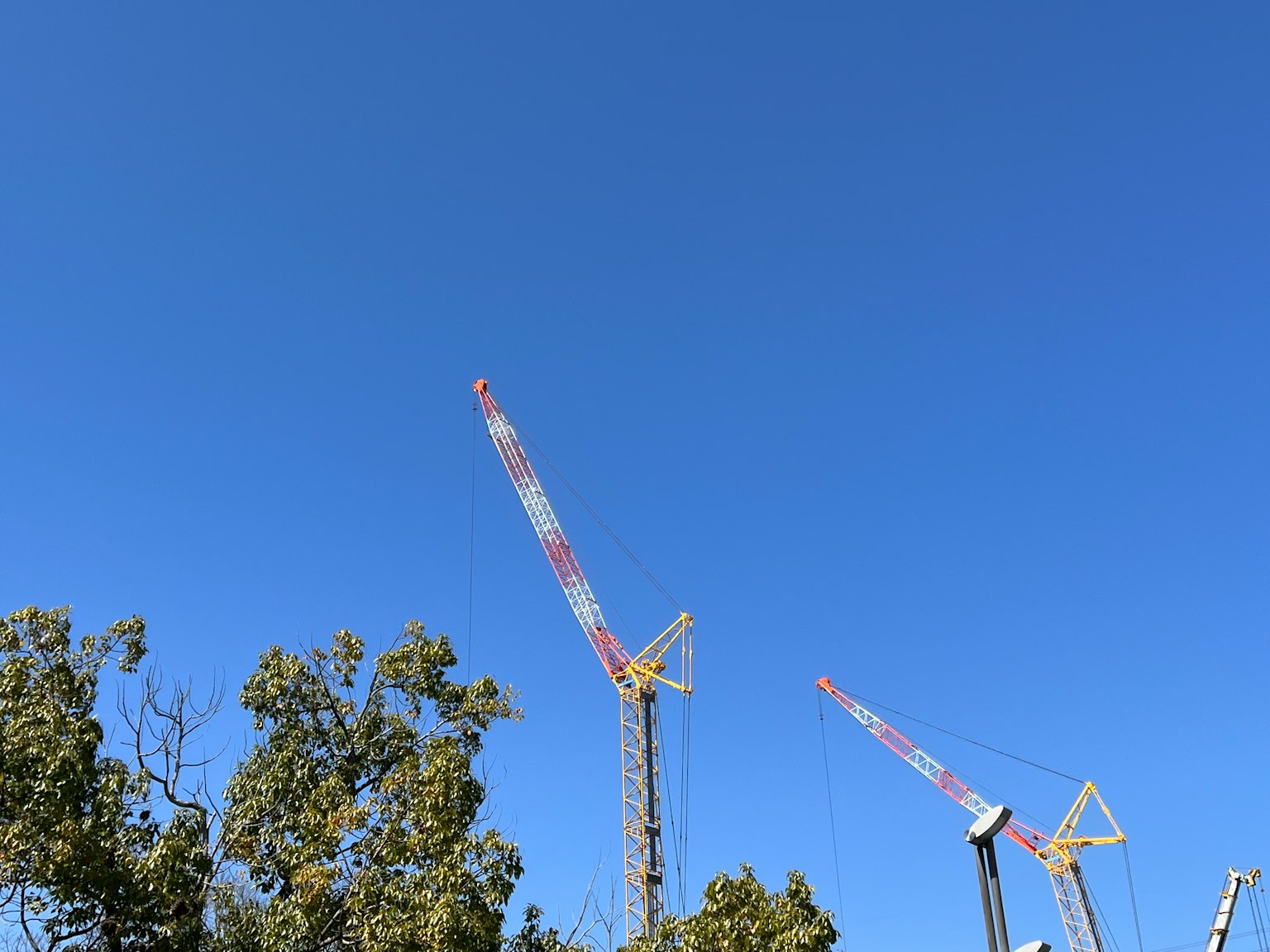 Grúas bajo un cielo azul claro con árboles en primer plano