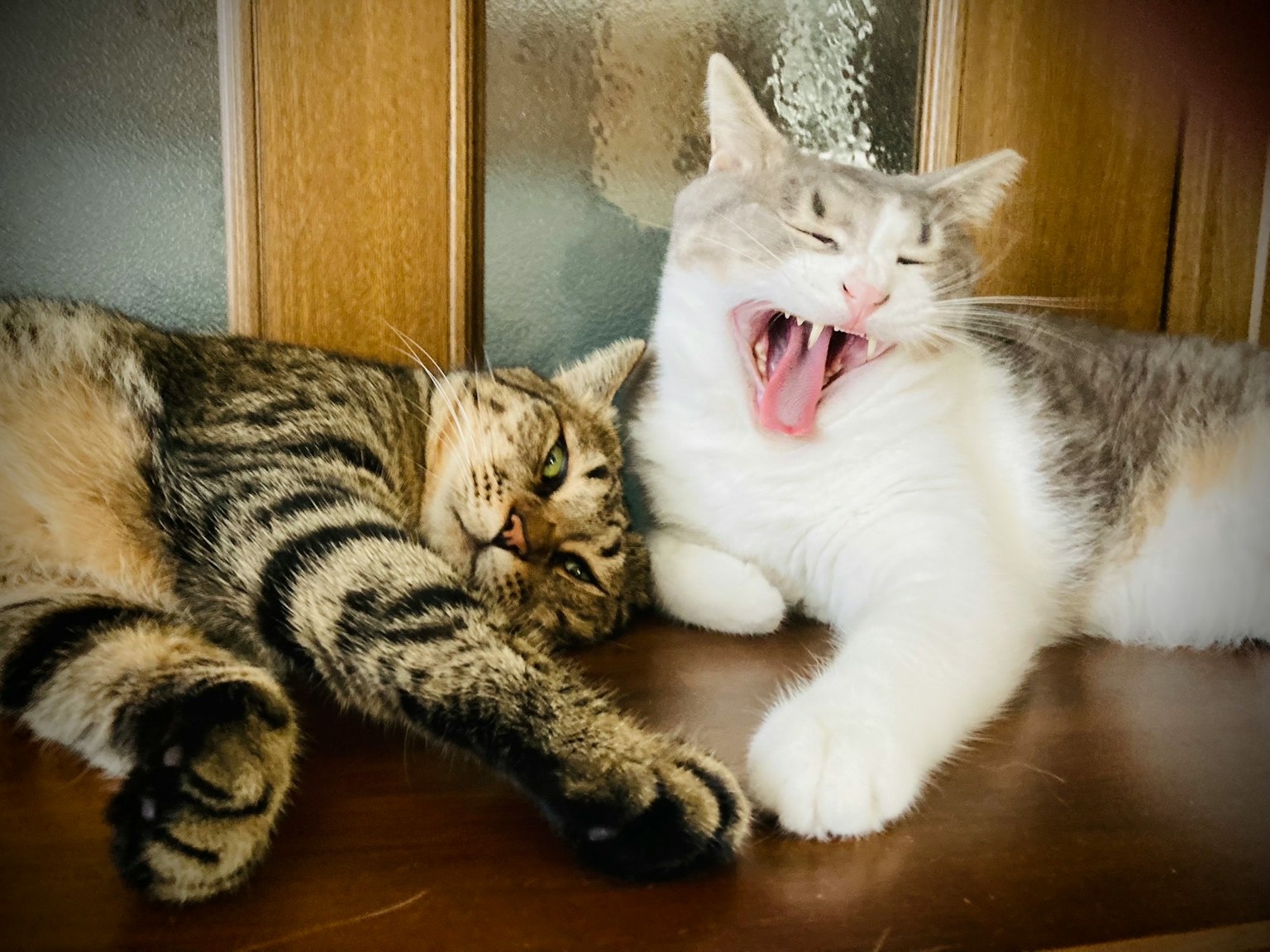 Due gatti si abbracciano un gatto tigrato si rilassa mentre un gatto bianco sbadiglia