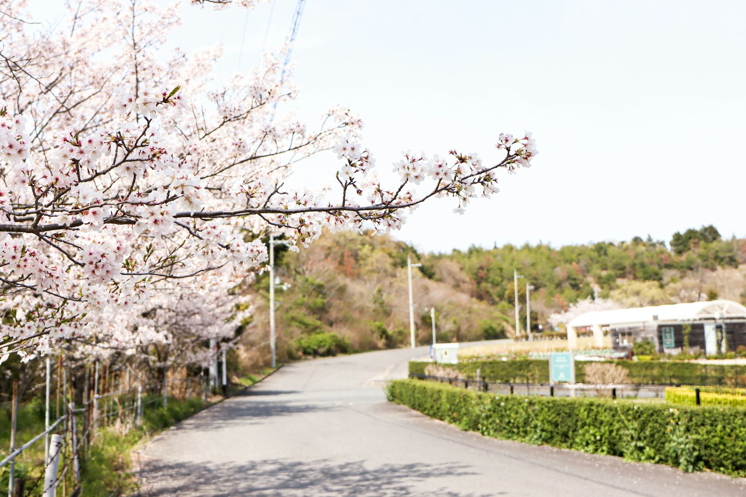 櫻花盛開的道路景觀