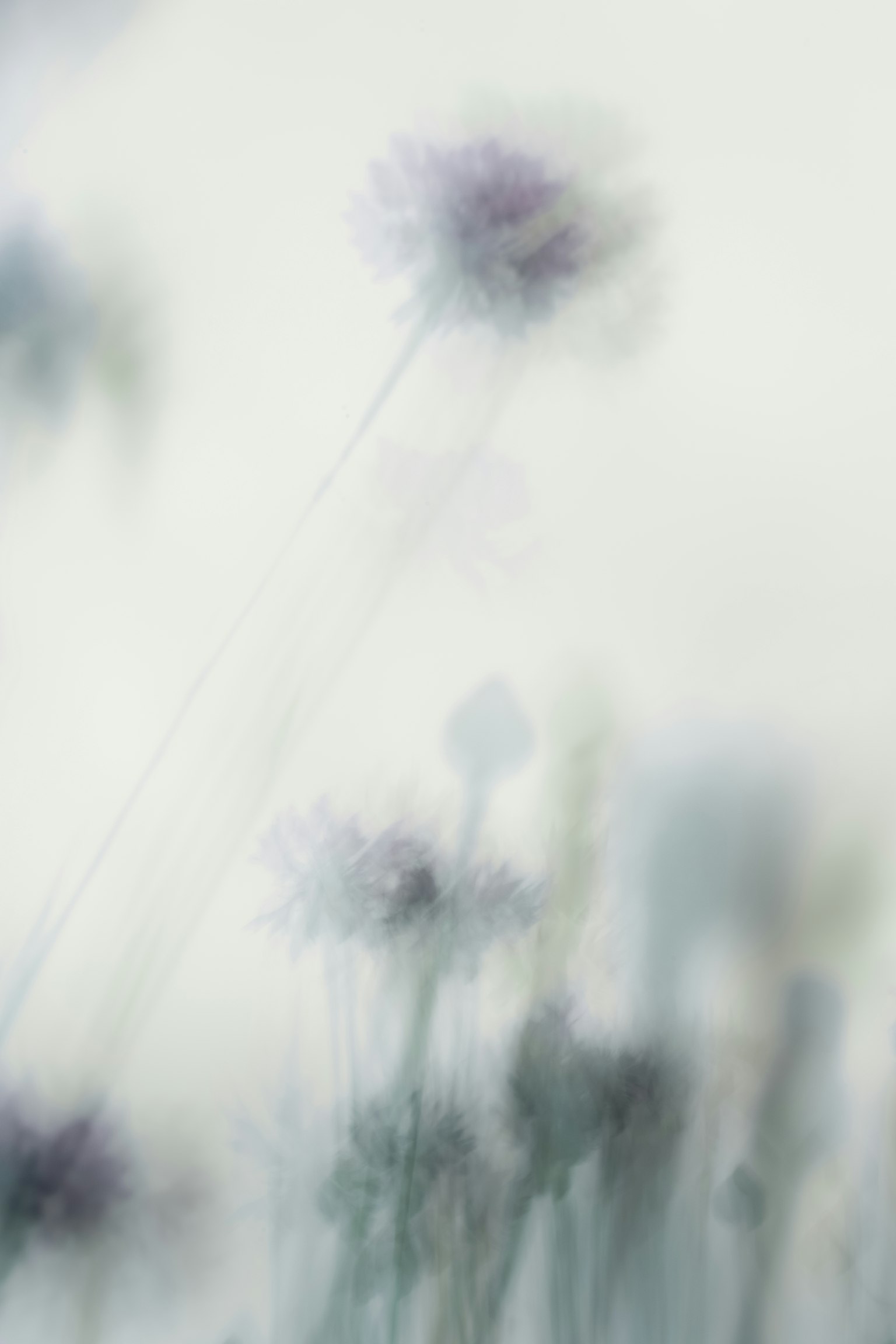 Sekelompok bunga kabur di latar belakang lembut