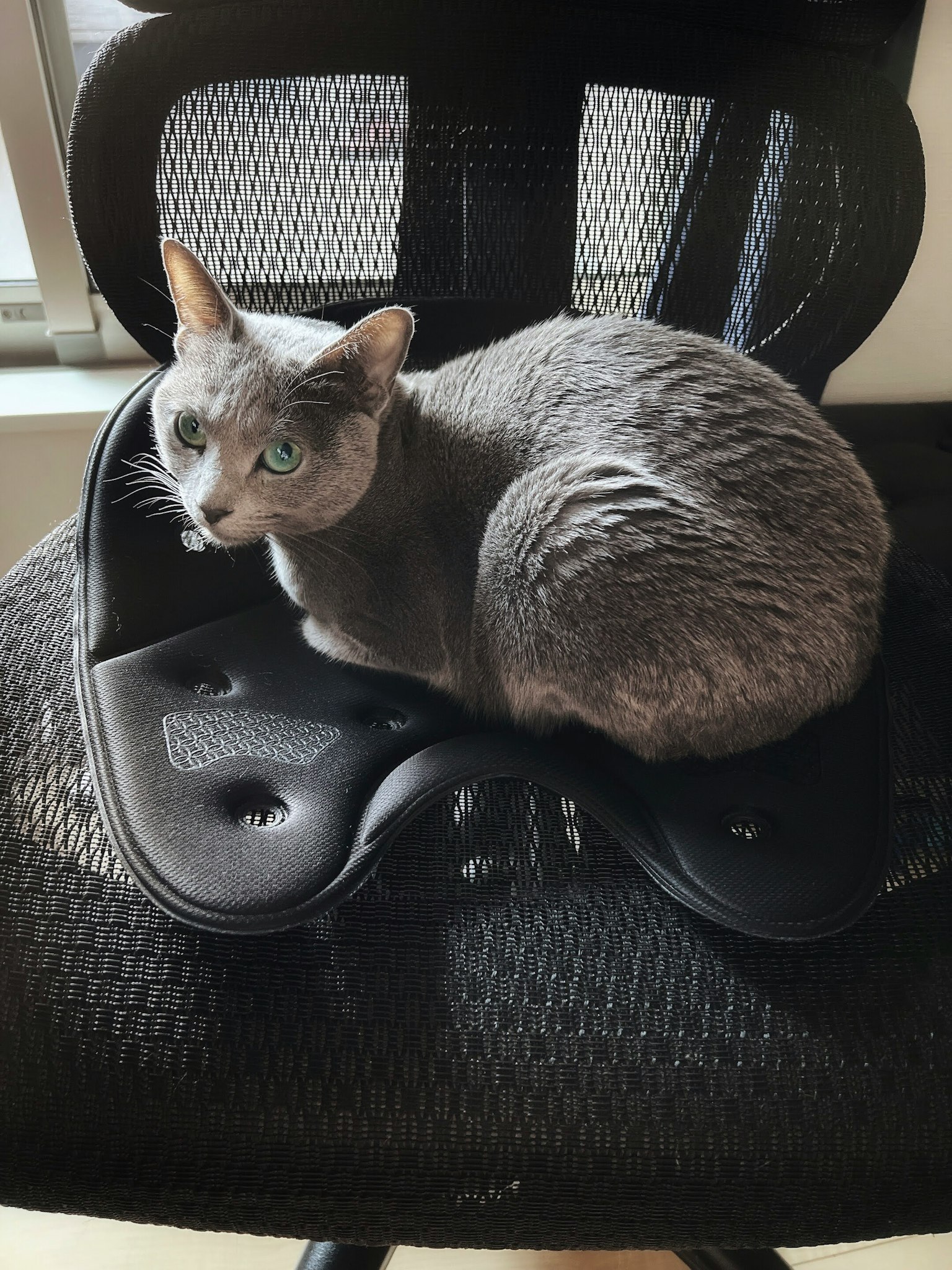 Gatto grigio che riposa su una sedia nera