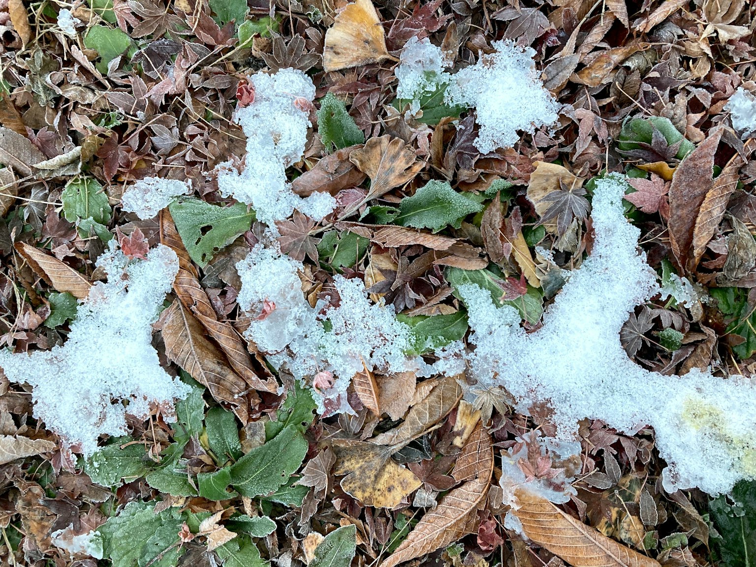 Des plaques de neige fondue sur un lit de feuilles tombées et d'herbe verte