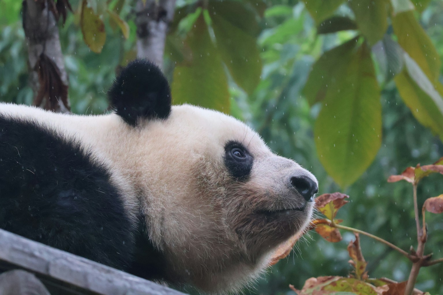 一隻熊貓在自然環境中沉思地看著葉子