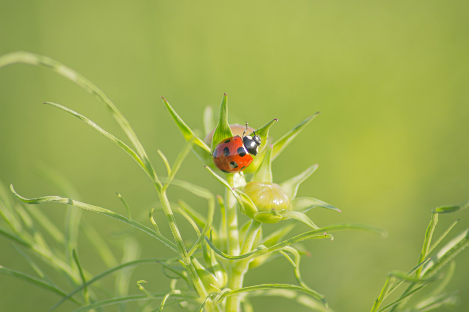 A red ladybug on green plants with a soft blurred background