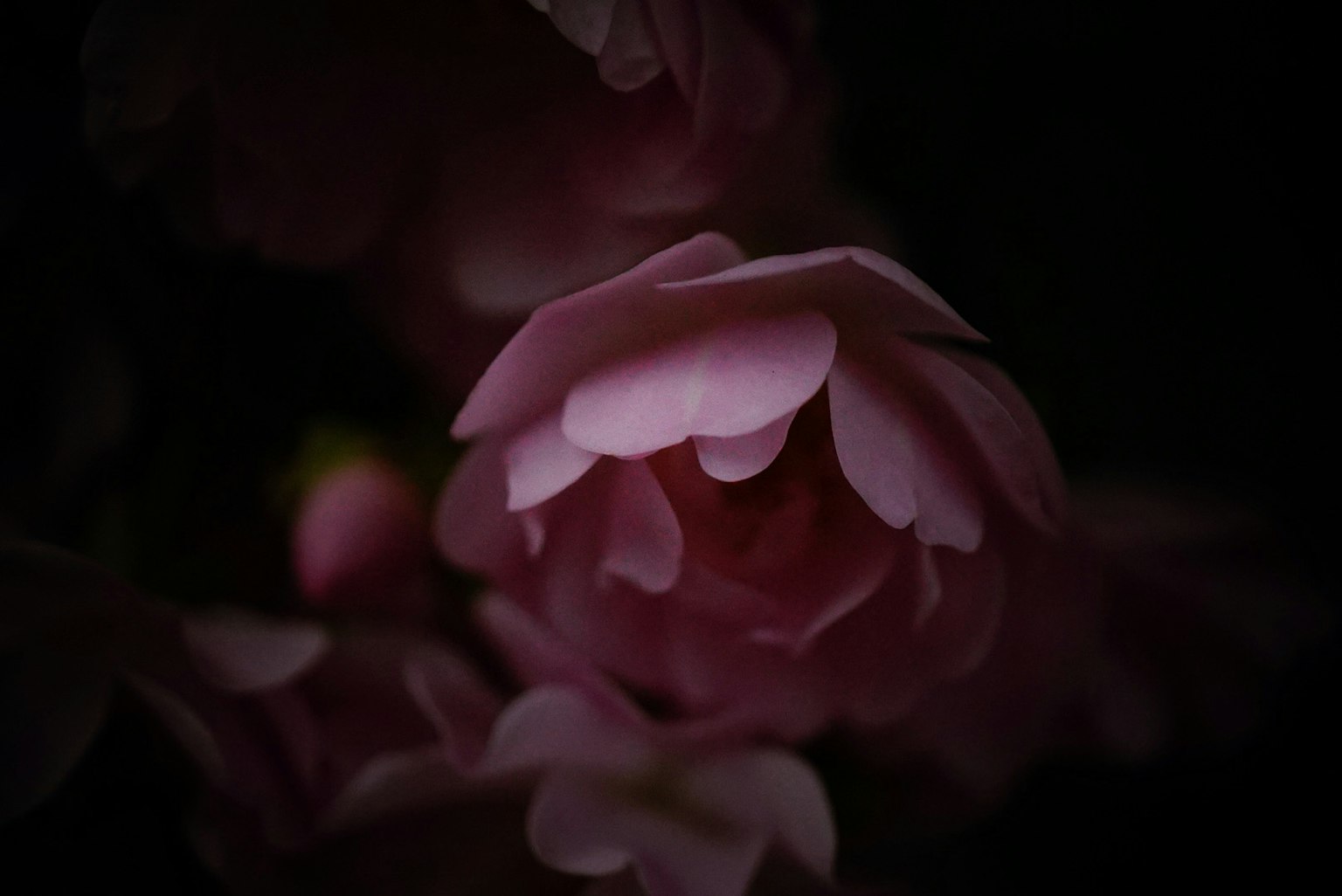 Gros plan d'une fleur rose sur fond sombre