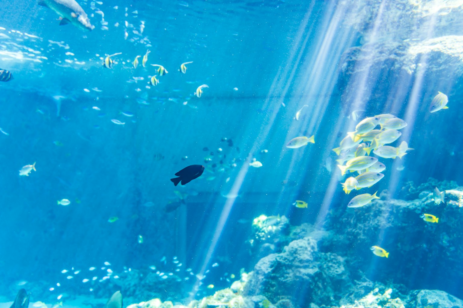 Underwater scene with various fish swimming in blue water beams of light filtering through the surface