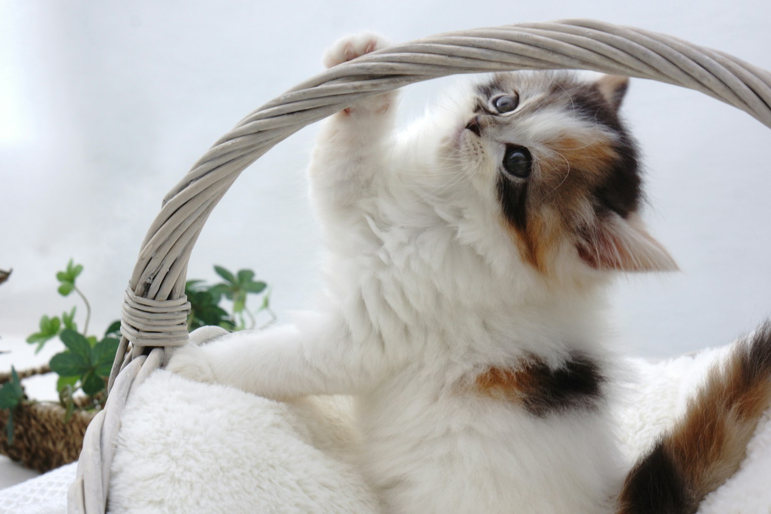 Un chaton jouant avec une anse de panier tout en regardant en haut