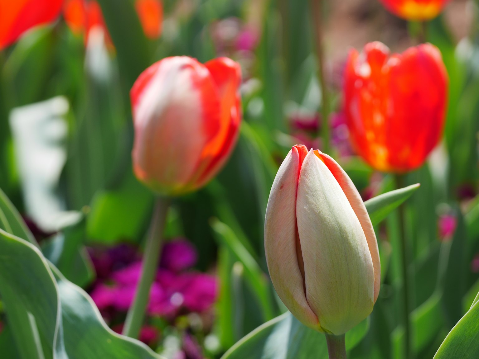Un jardin avec des tulipes rouges en fleurs et un bouton de tulipe blanche