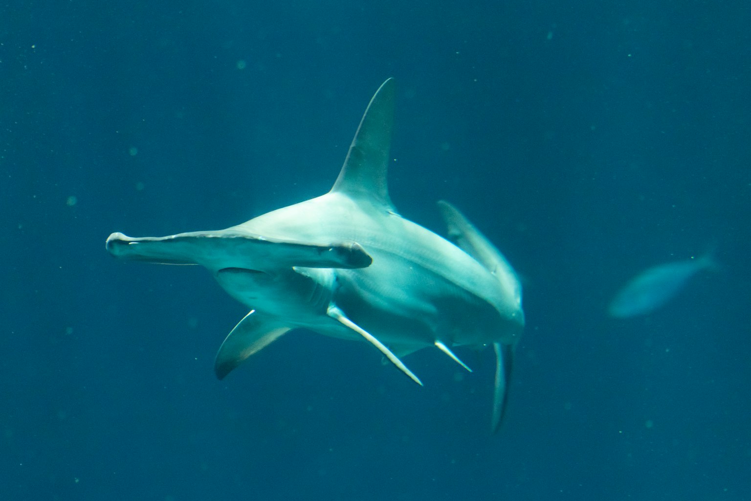 Uno squalo martello che nuota sott'acqua