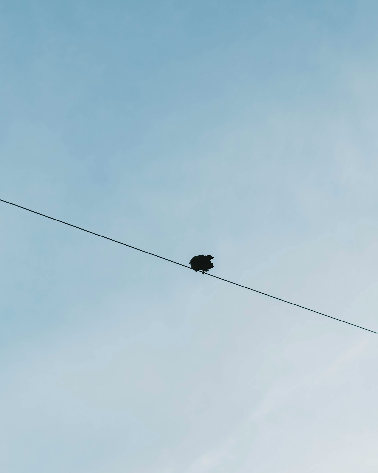 Una tortuga negra sobre un cable eléctrico bajo un cielo azul