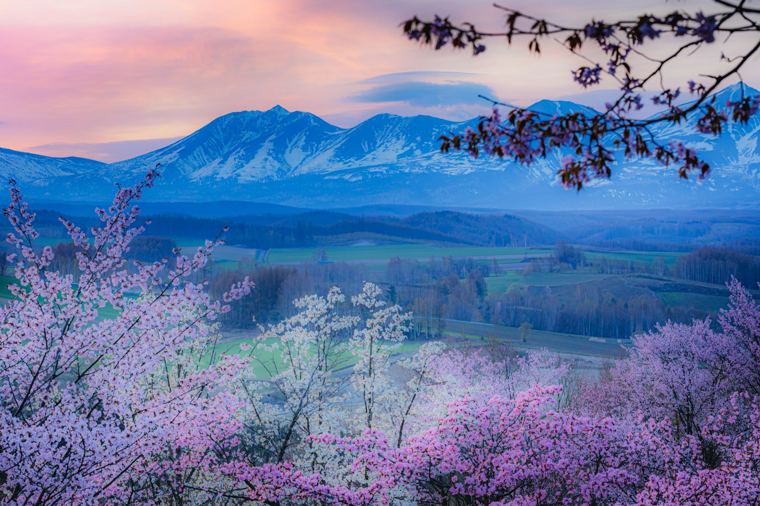 Vista panoramica di ciliegi in fiore e montagne blu