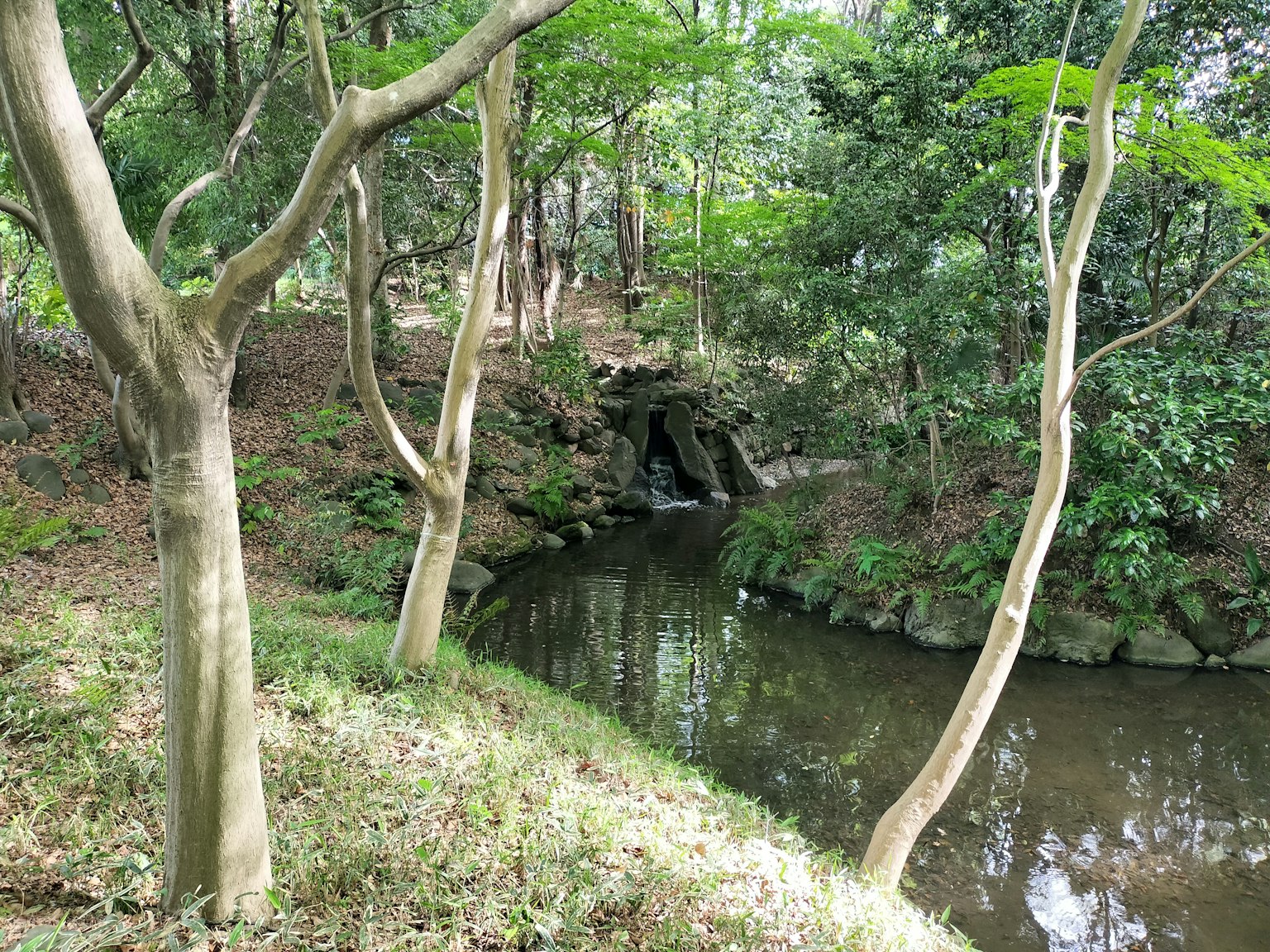 Scenic view of a stream surrounded by trees in a lush forest