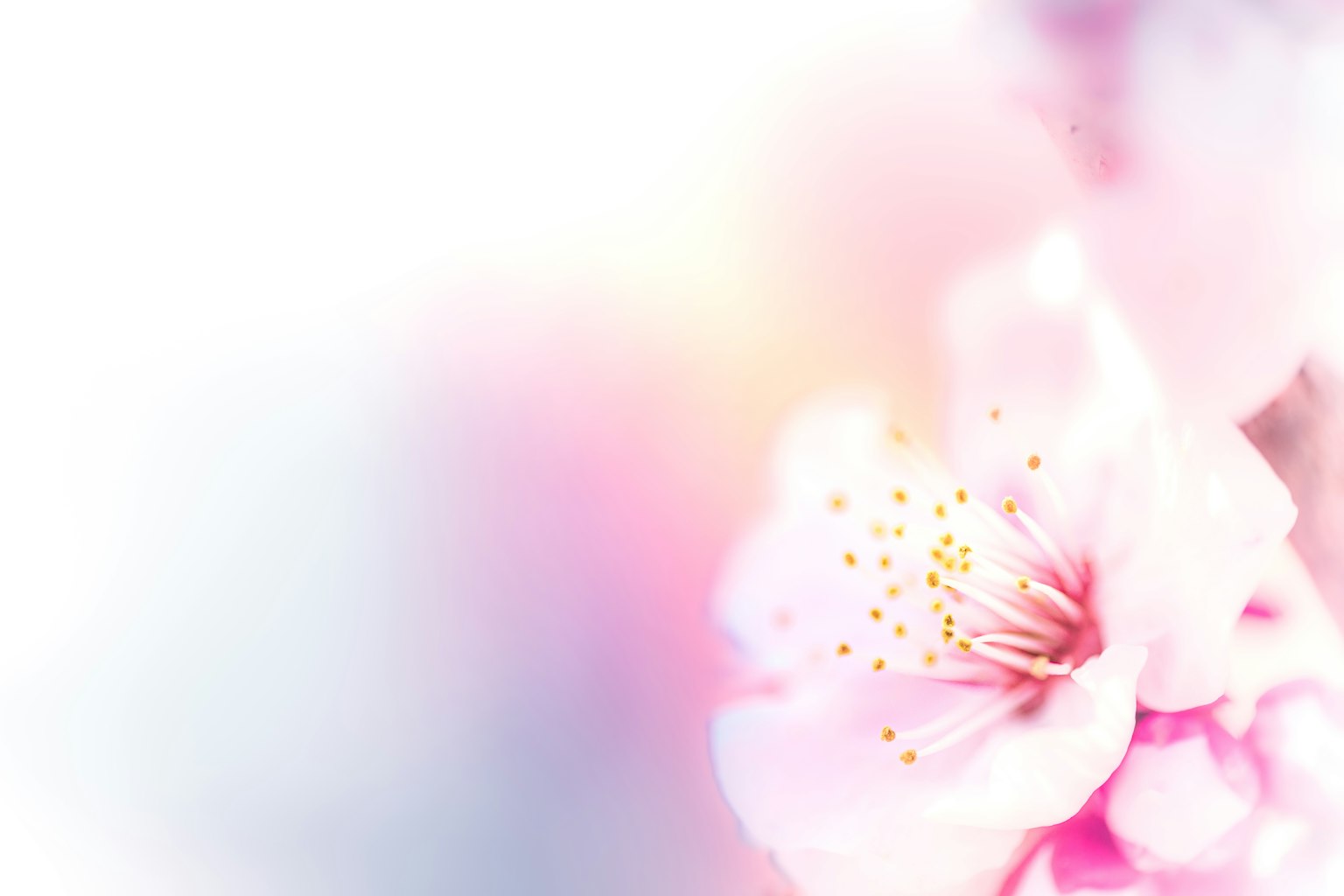 Petali di fiore rosa morbidi con sfondo sfocato