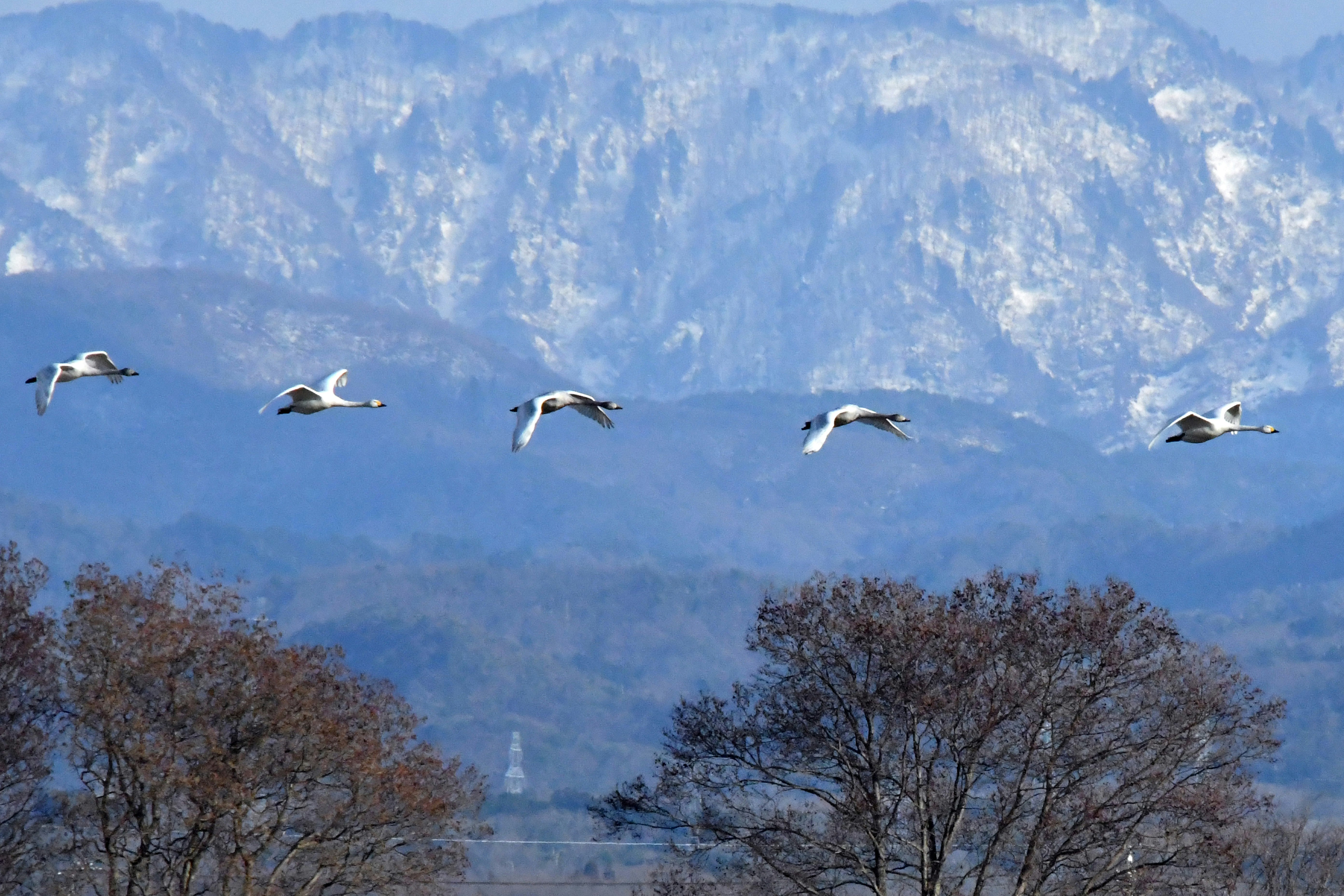 山並みを背景に飛ぶ渡り鳥の群れ