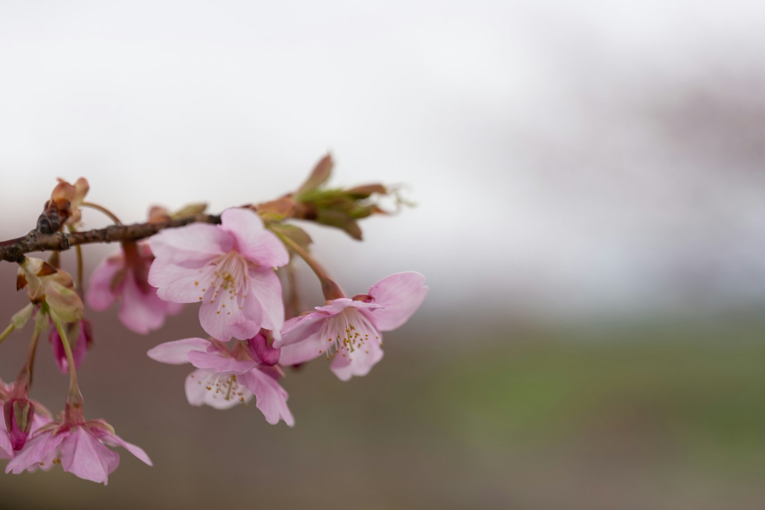 Sehelai cabang bunga sakura dengan bunga merah muda yang mekar