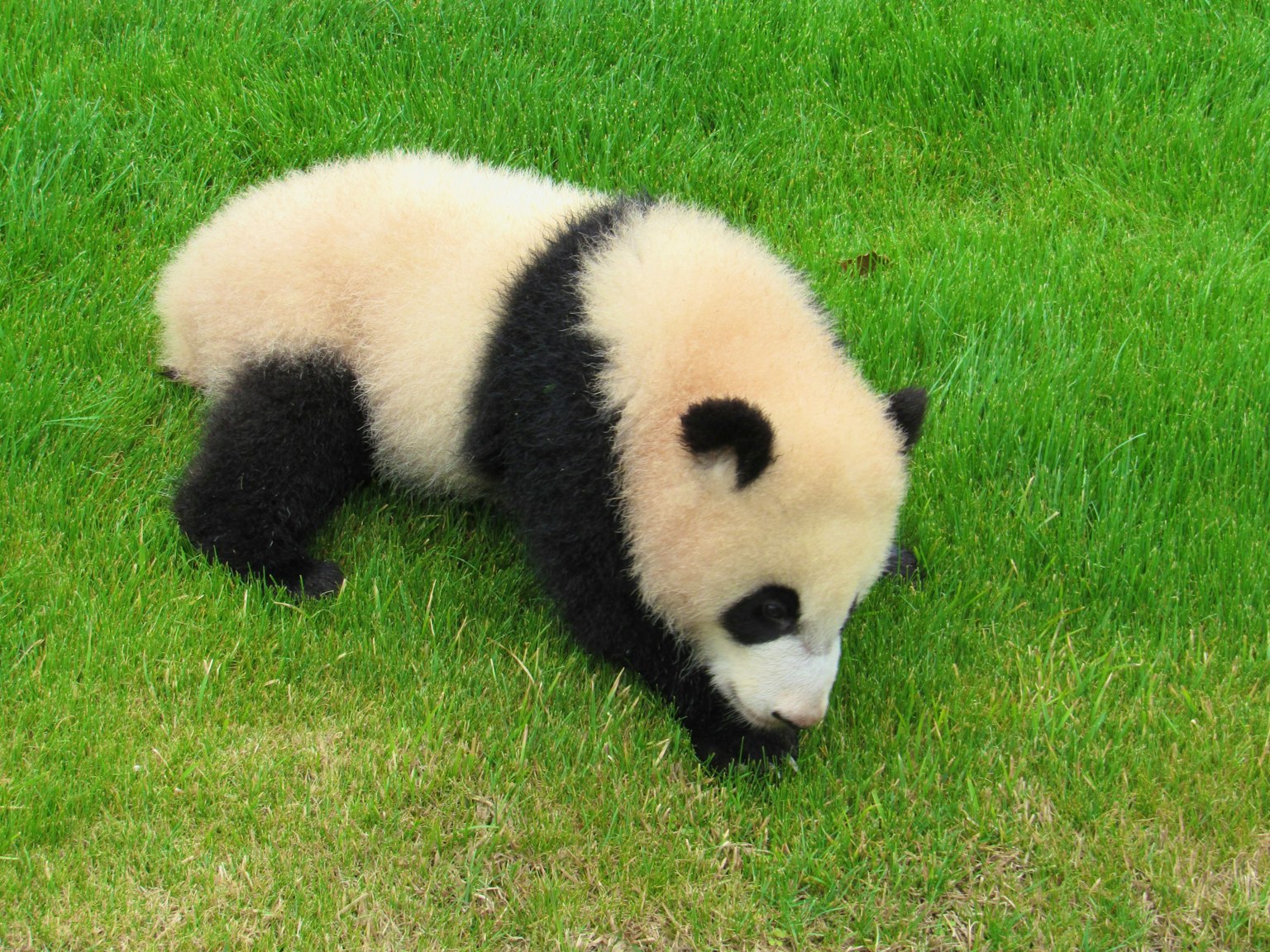 Baby-Panda, der auf grünem Gras spielt