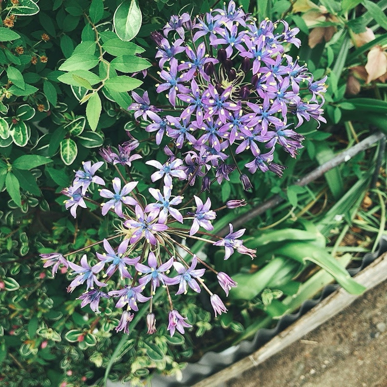 Top view of vibrant purple flowers among green foliage