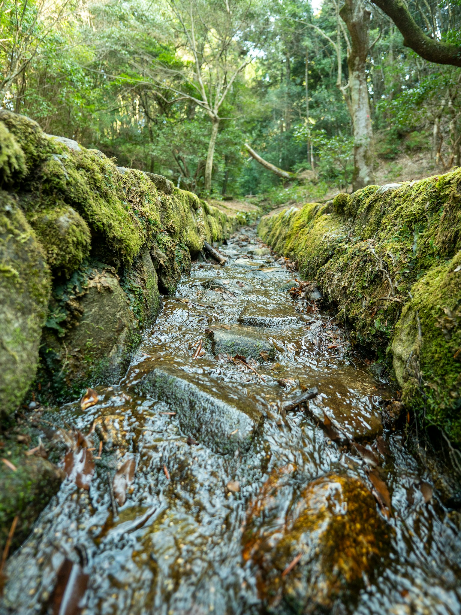 Gros plan d'un ruisseau clair coulant entre des pierres recouvertes de mousse dans une forêt luxuriante