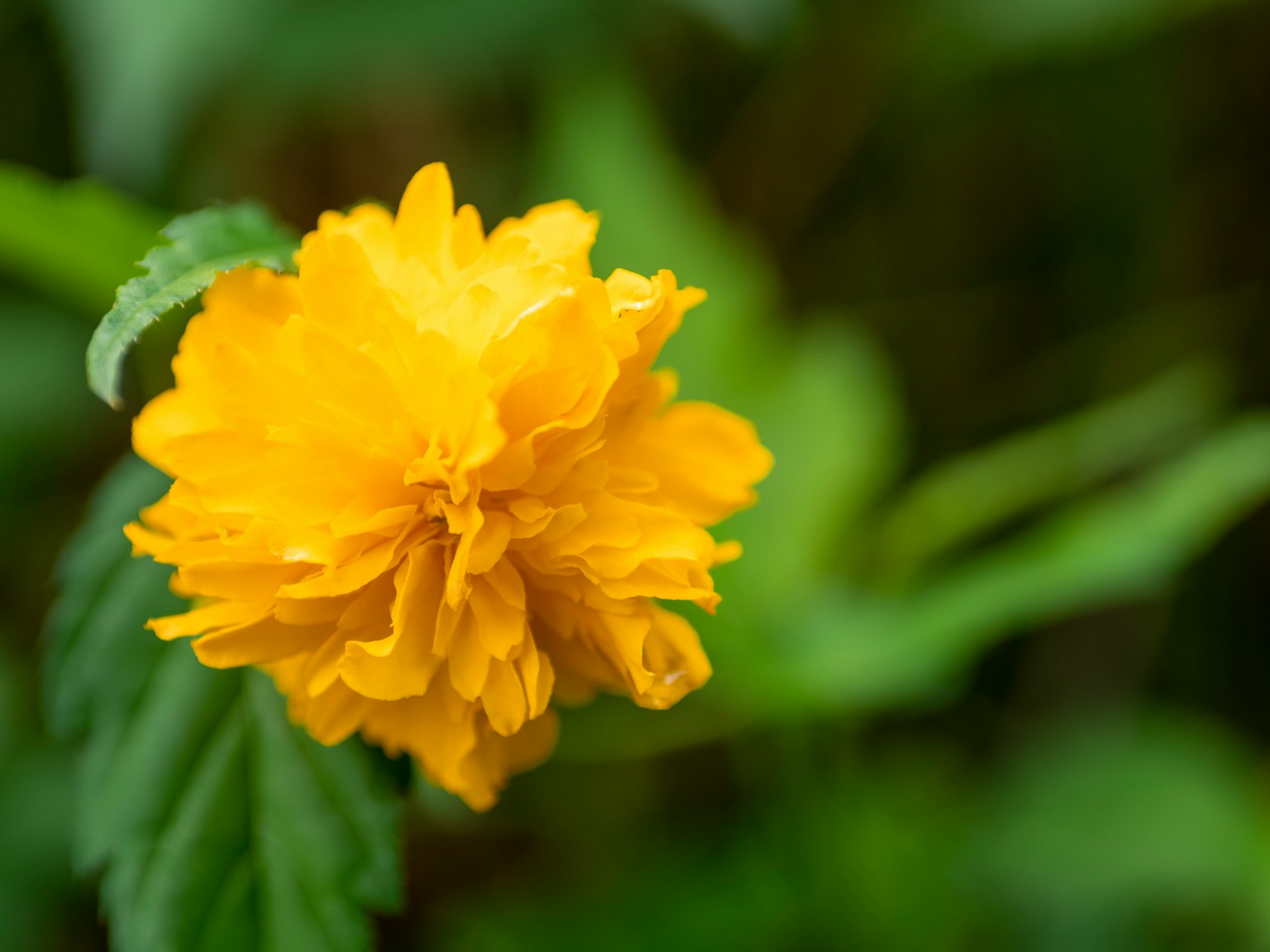 Leuchtende gelbe Blume blüht zwischen grünen Blättern