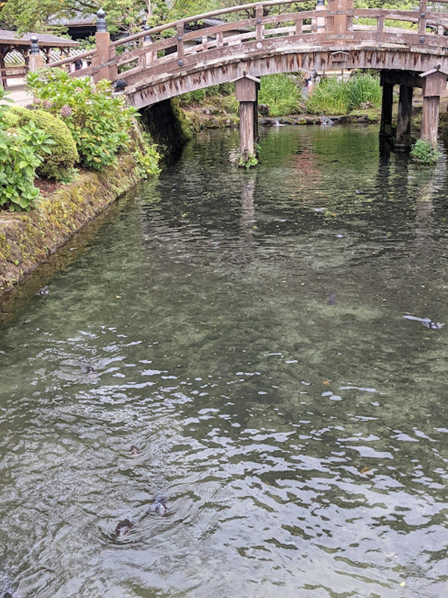 สะพานไม้ข้ามลำธารที่มีพืชพรรณสะท้อนอยู่ในน้ำ