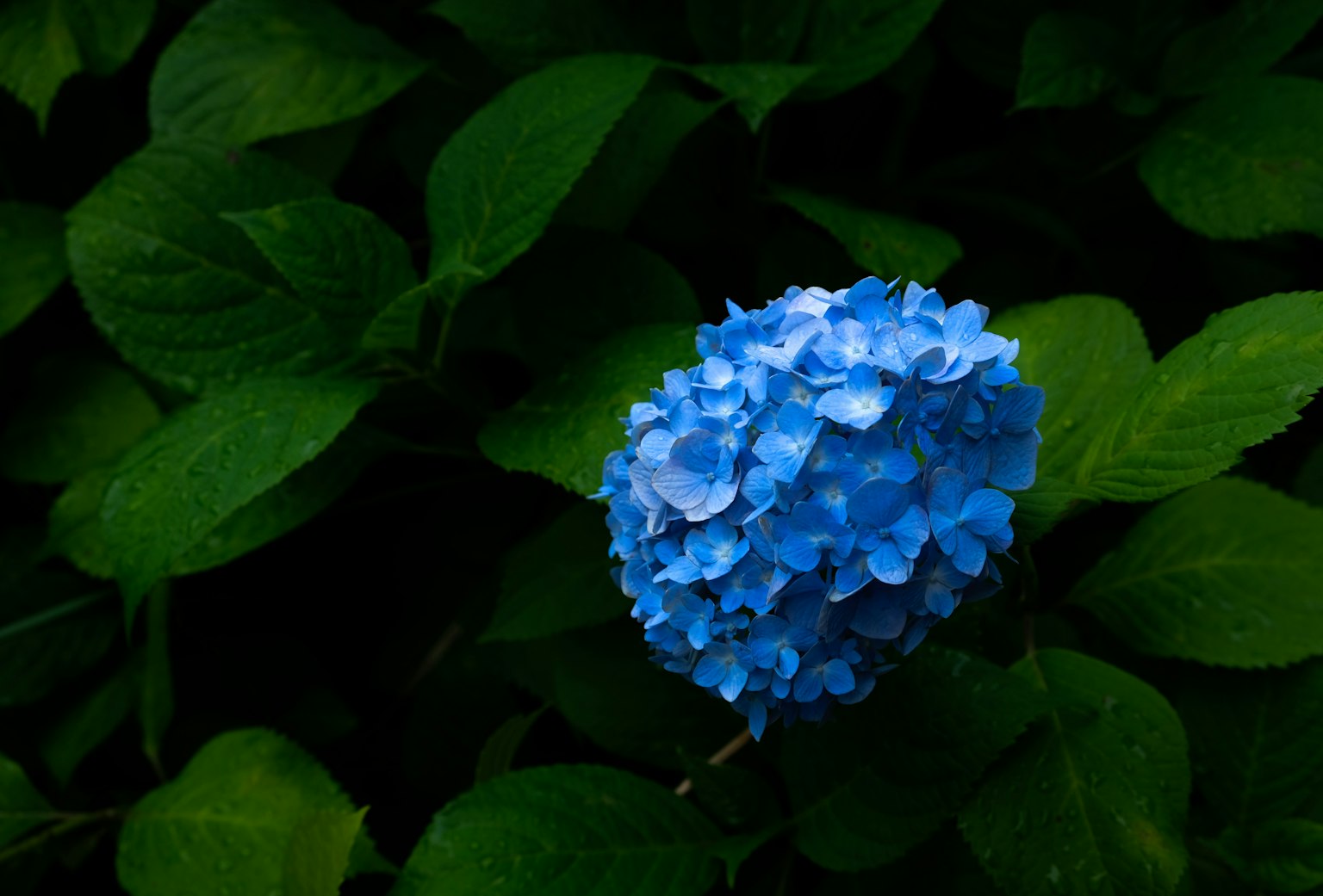 photo-o7bIU59fsAfSw58eI6Uv-image