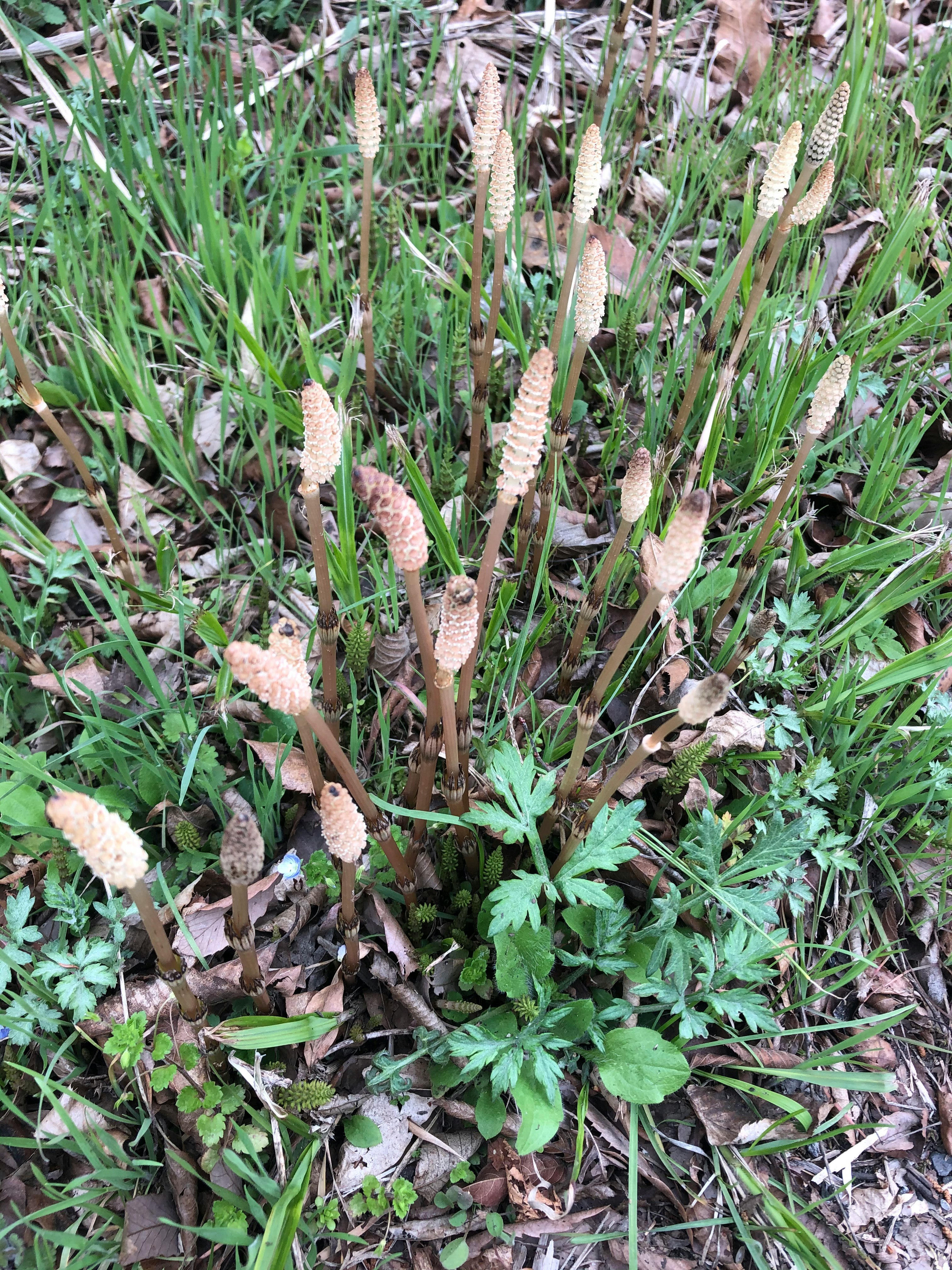 Grasfläche mit aufrechten, flauschigen Samenständen