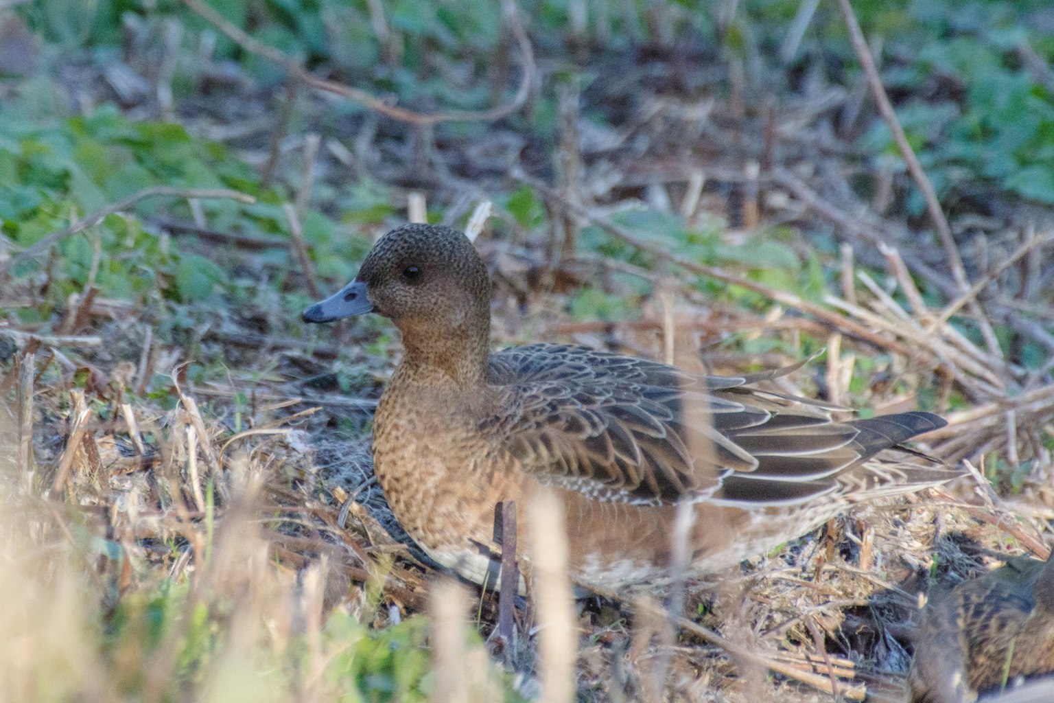 Femme de canard siffleur se reposant sur l'herbe