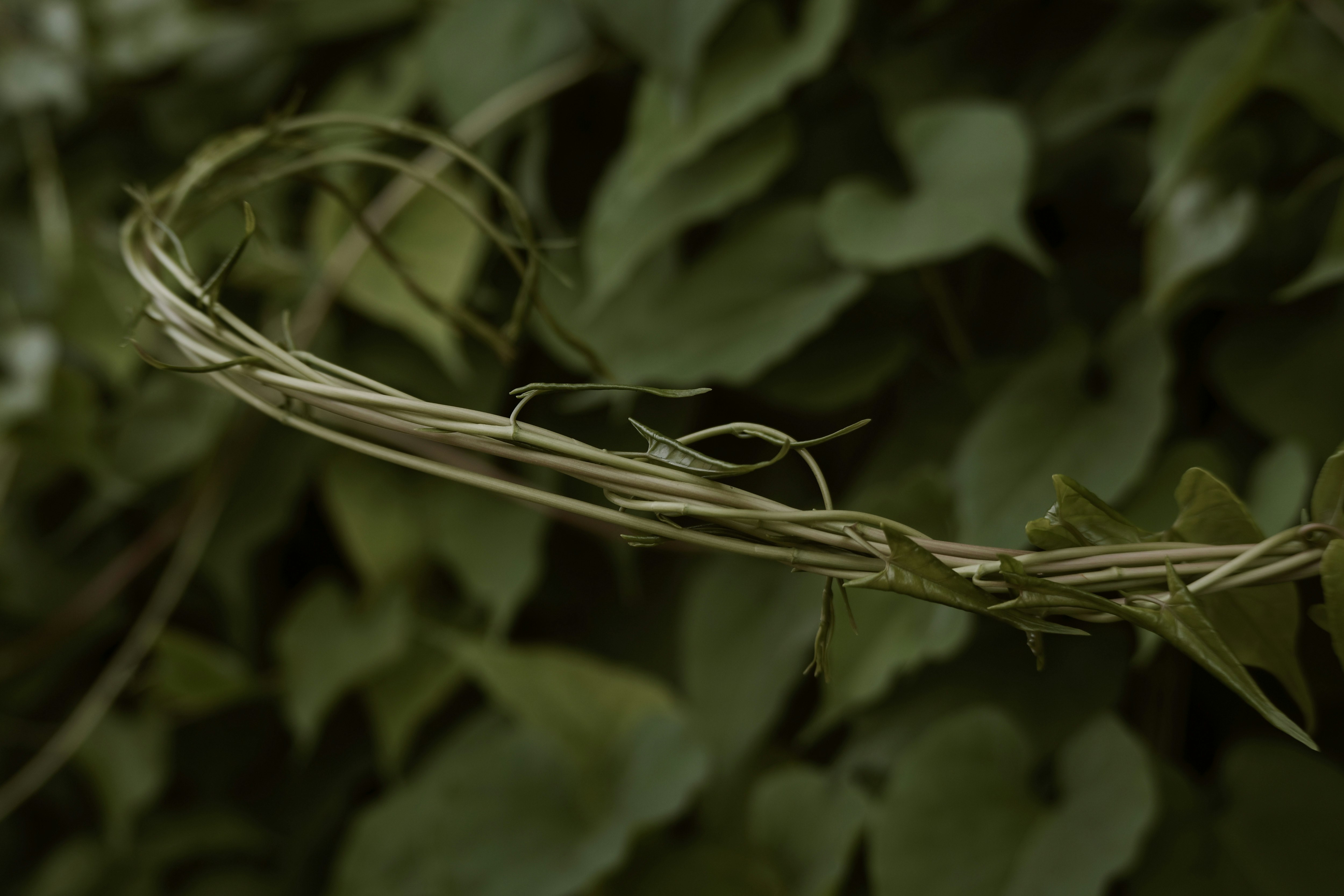 ツル植物の生命力を感じる葉と茎のクローズアップ