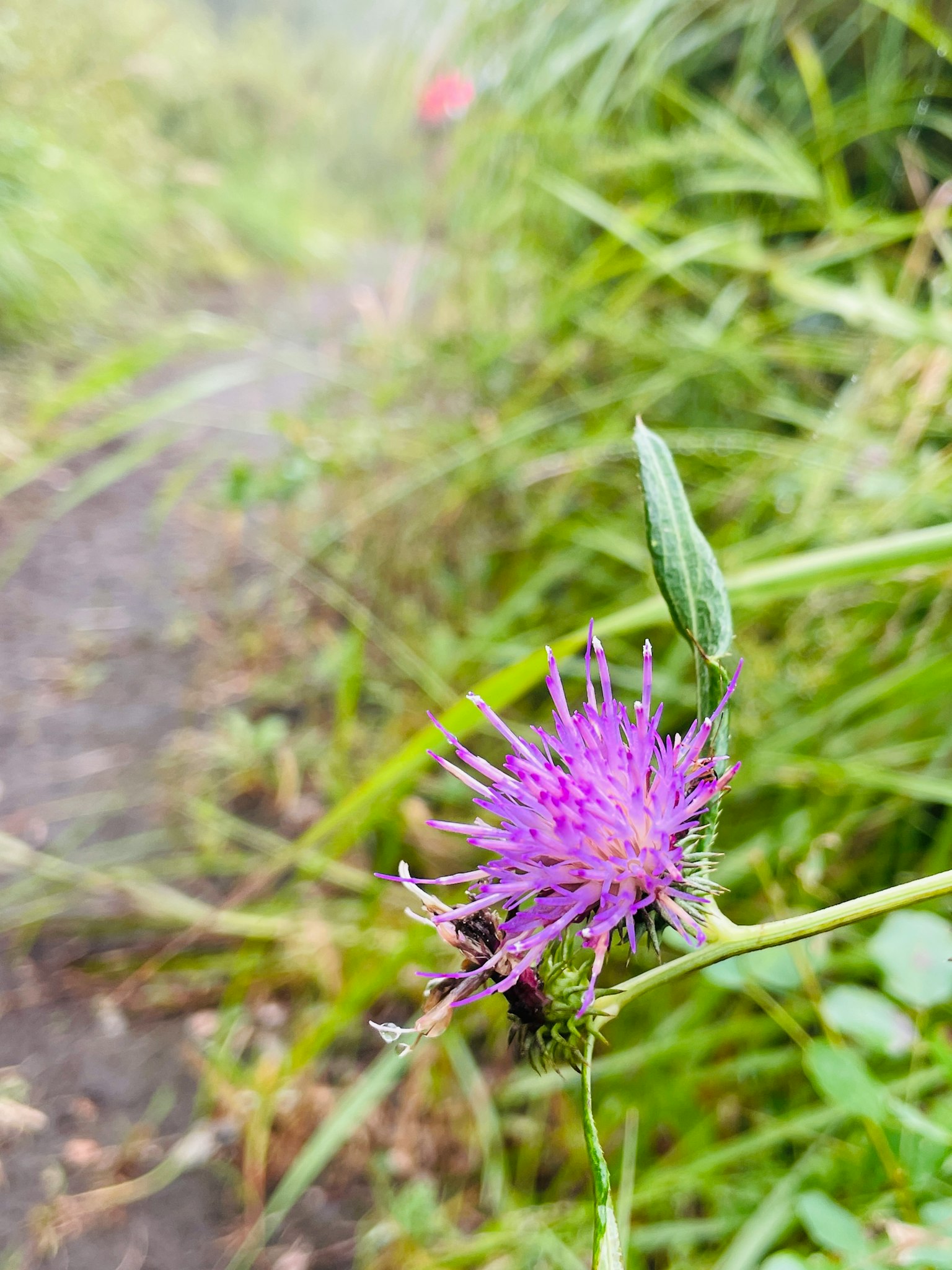 A purple flower blooming among tall grass