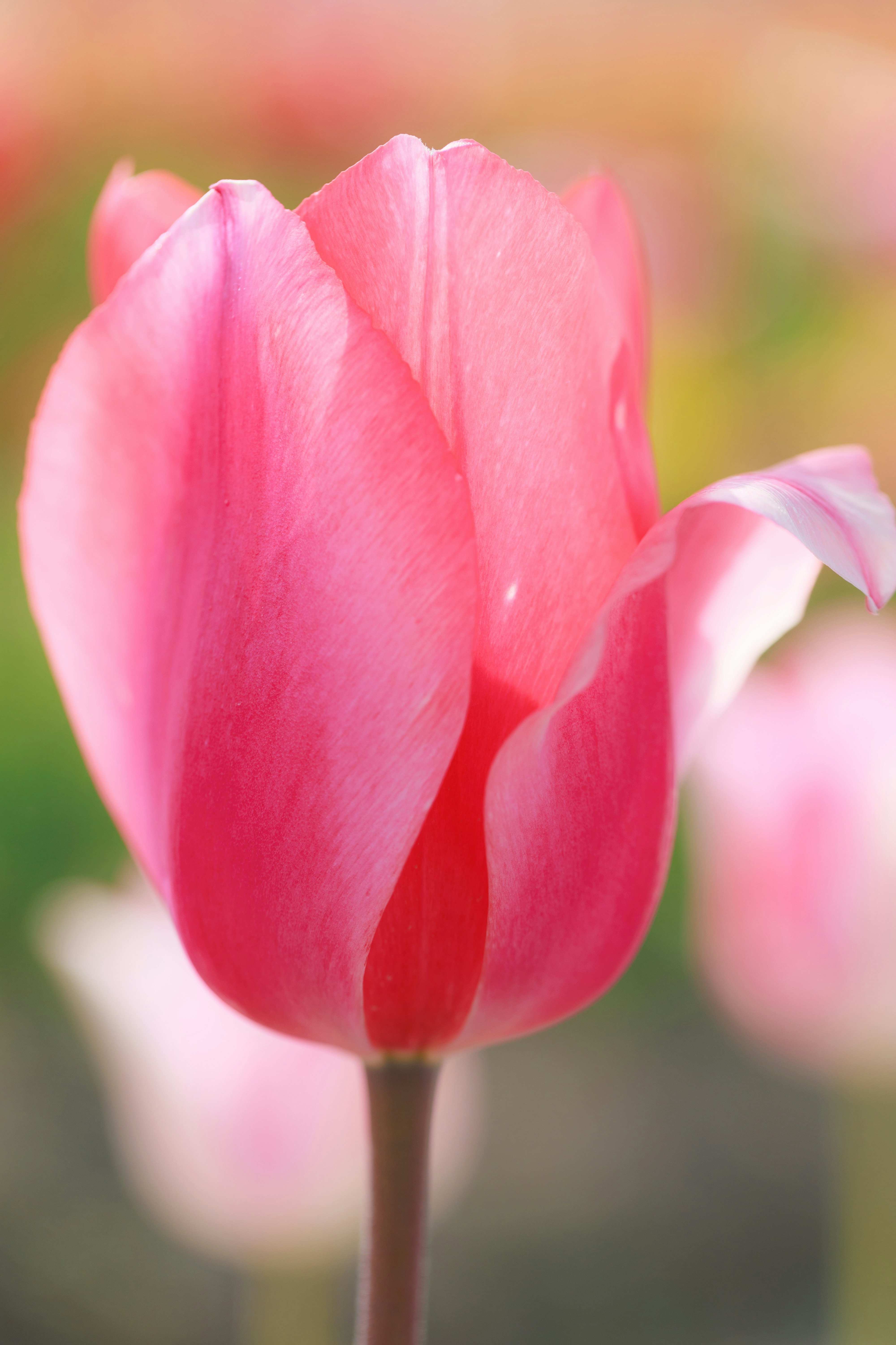 ピンクのチューリップの花のクローズアップ