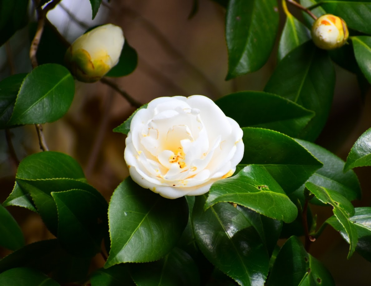 白い椿の花と濃い緑の葉のクローズアップ