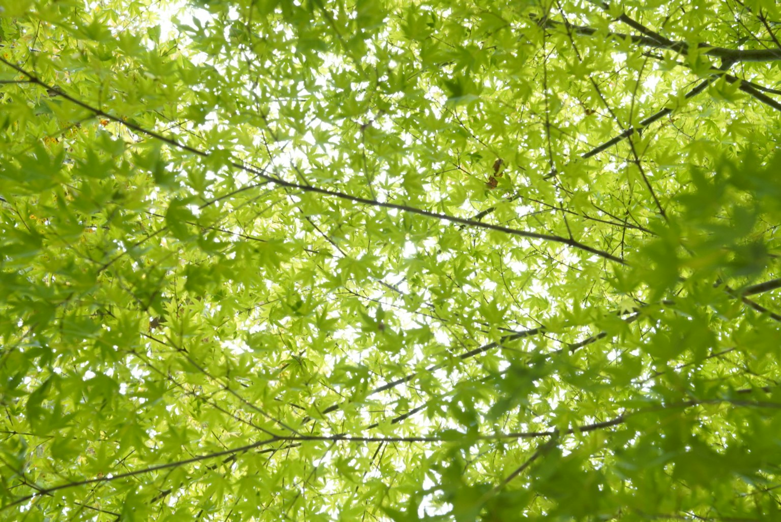 Cahaya yang menyaring melalui daun maple hijau yang subur
